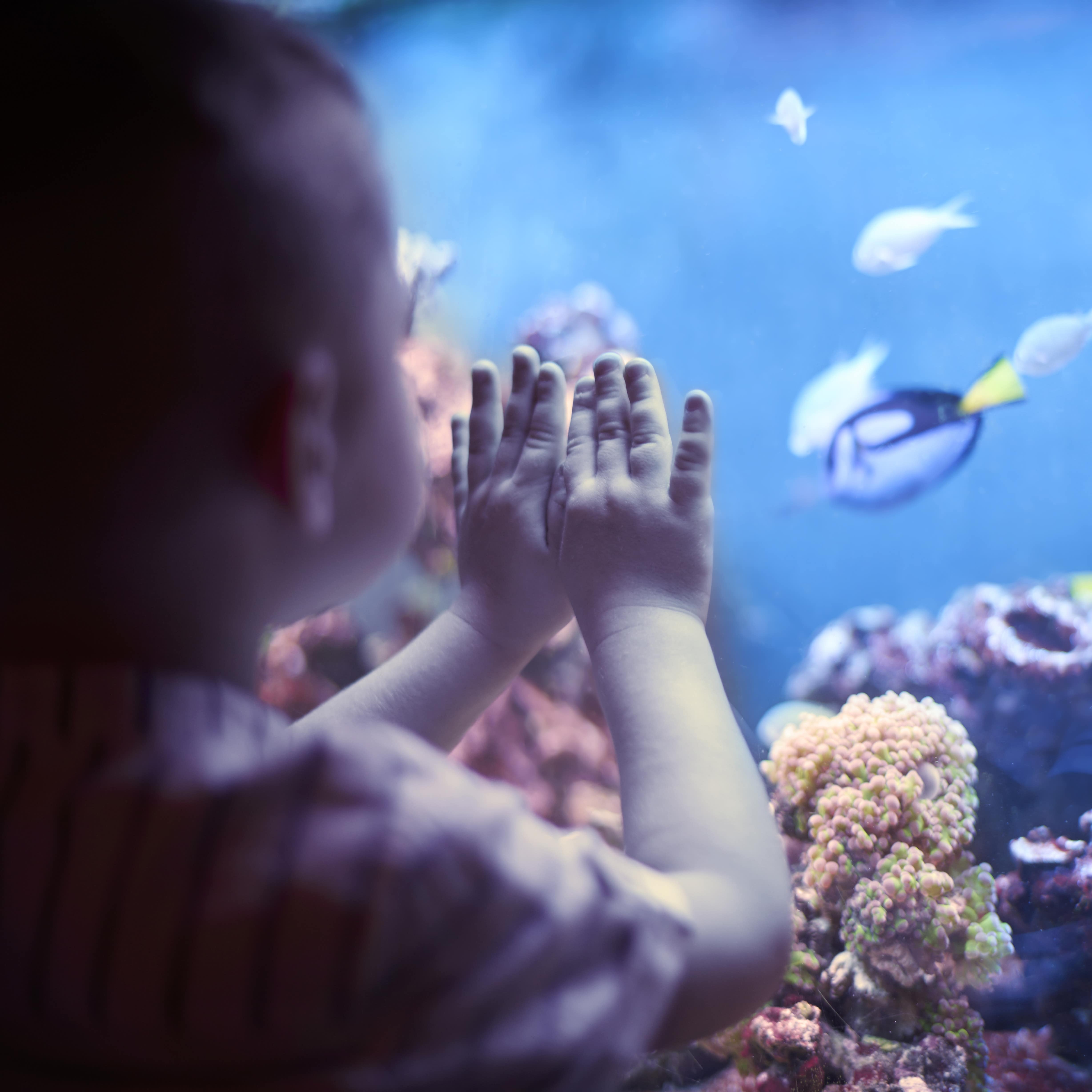 Ein kleiner Junge vor einem Aquarium voller bunter Fische und Korallen.