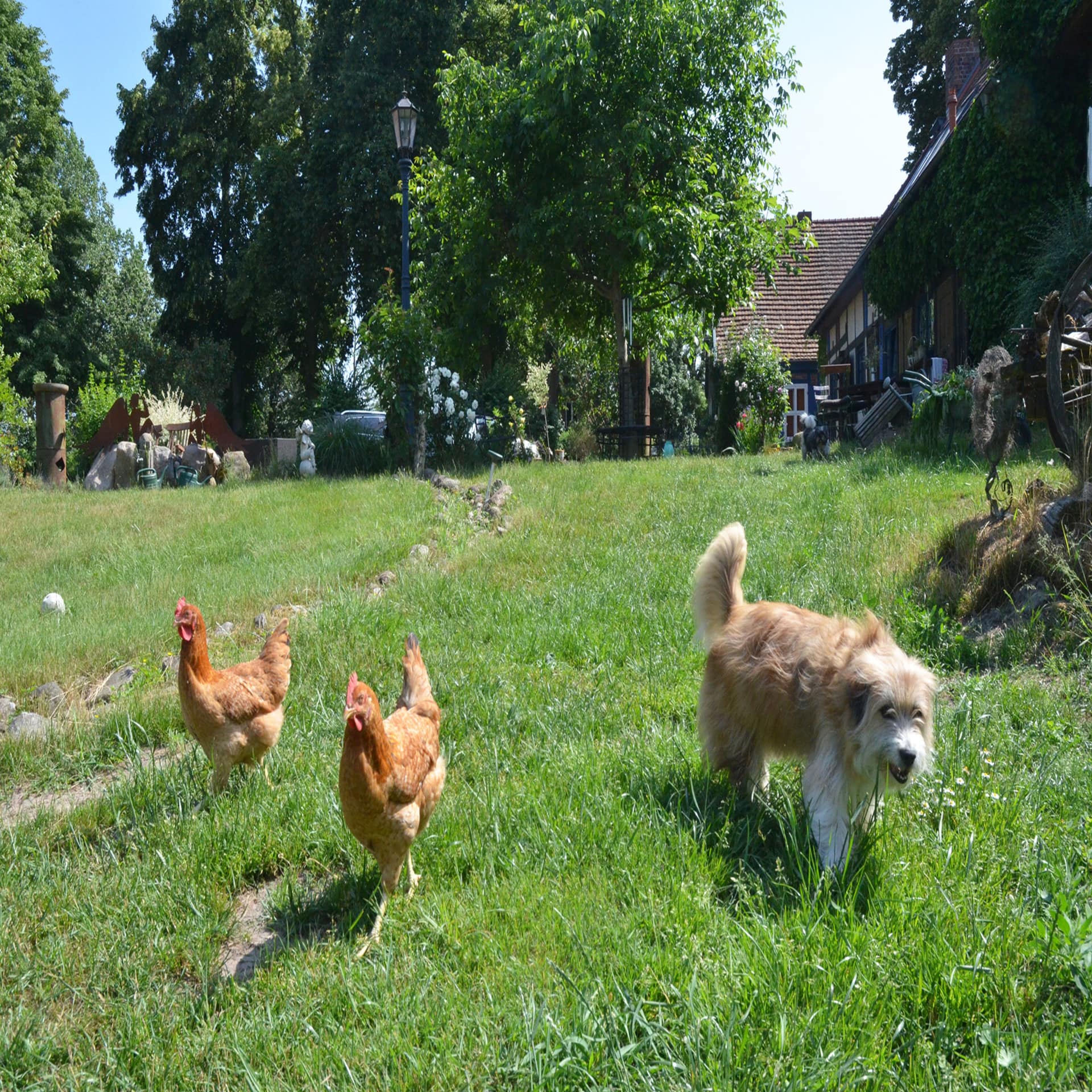 1 Hund und 2 braune Hühner laufen auf einem Bauerhofgelände herum. 