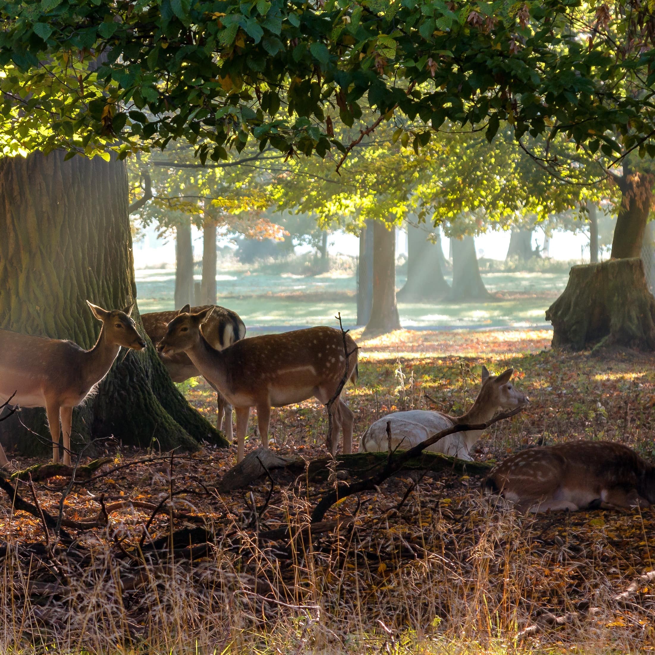 Eine kleine Gruppe Damwild zwischen herbstlichen Bäumen im Tierpark Hannover.