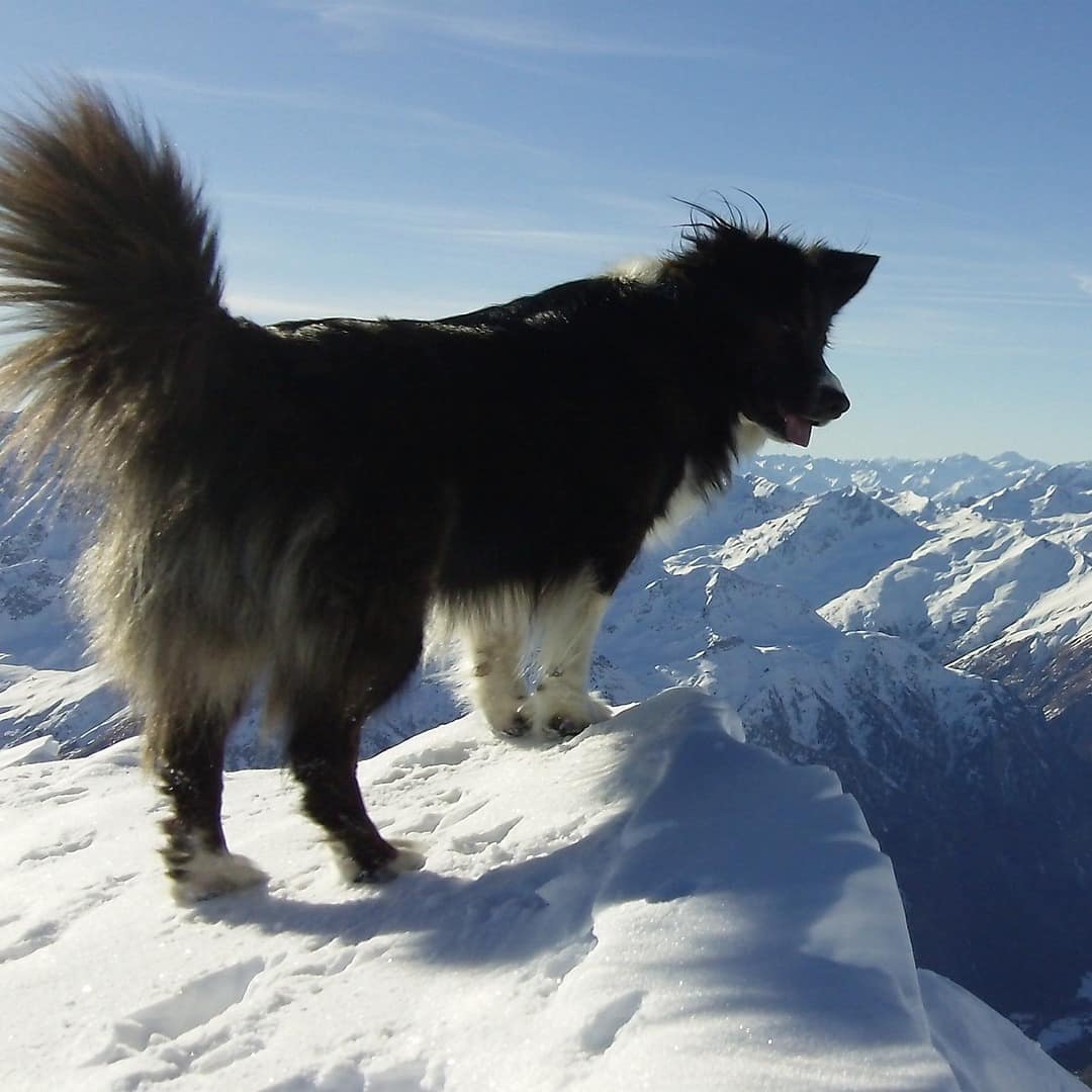 Ein Hund schaut von einem Berggipfel ins Tal hinunter