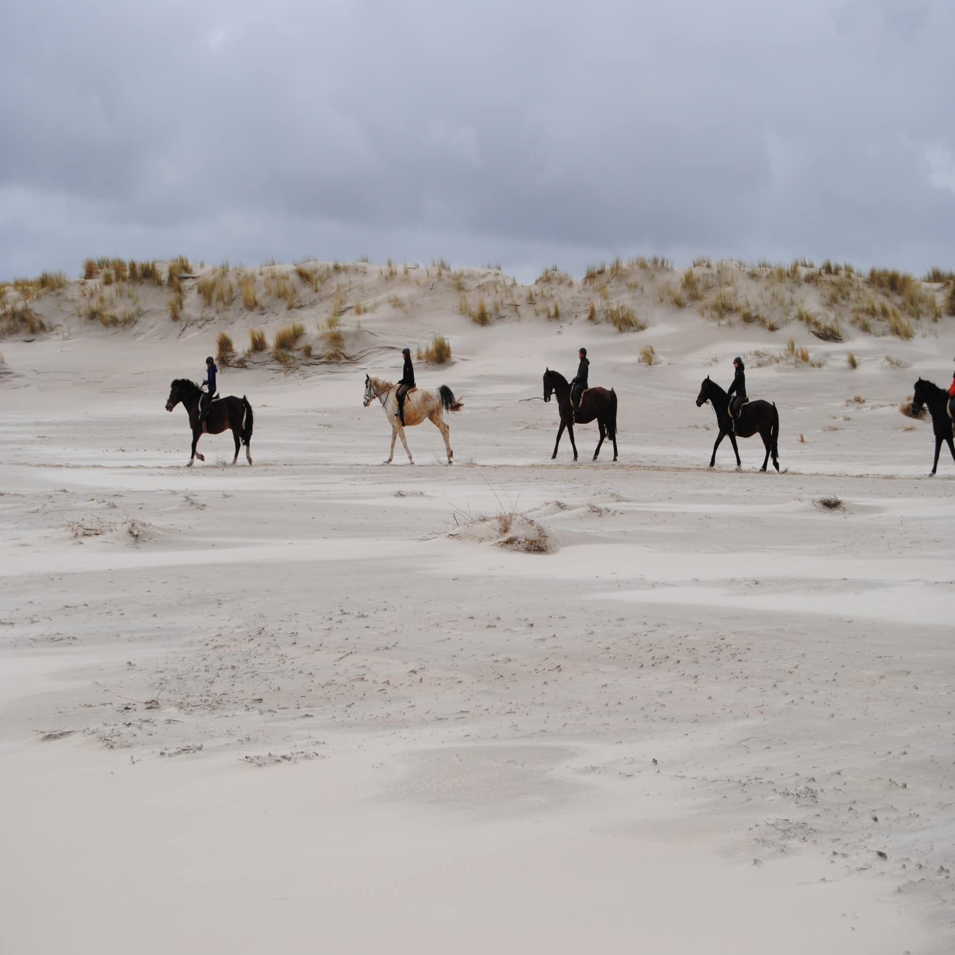 Reiter reiten am Strand von Spiekeroog. Im Hintergrund die Dünenlandschaft.