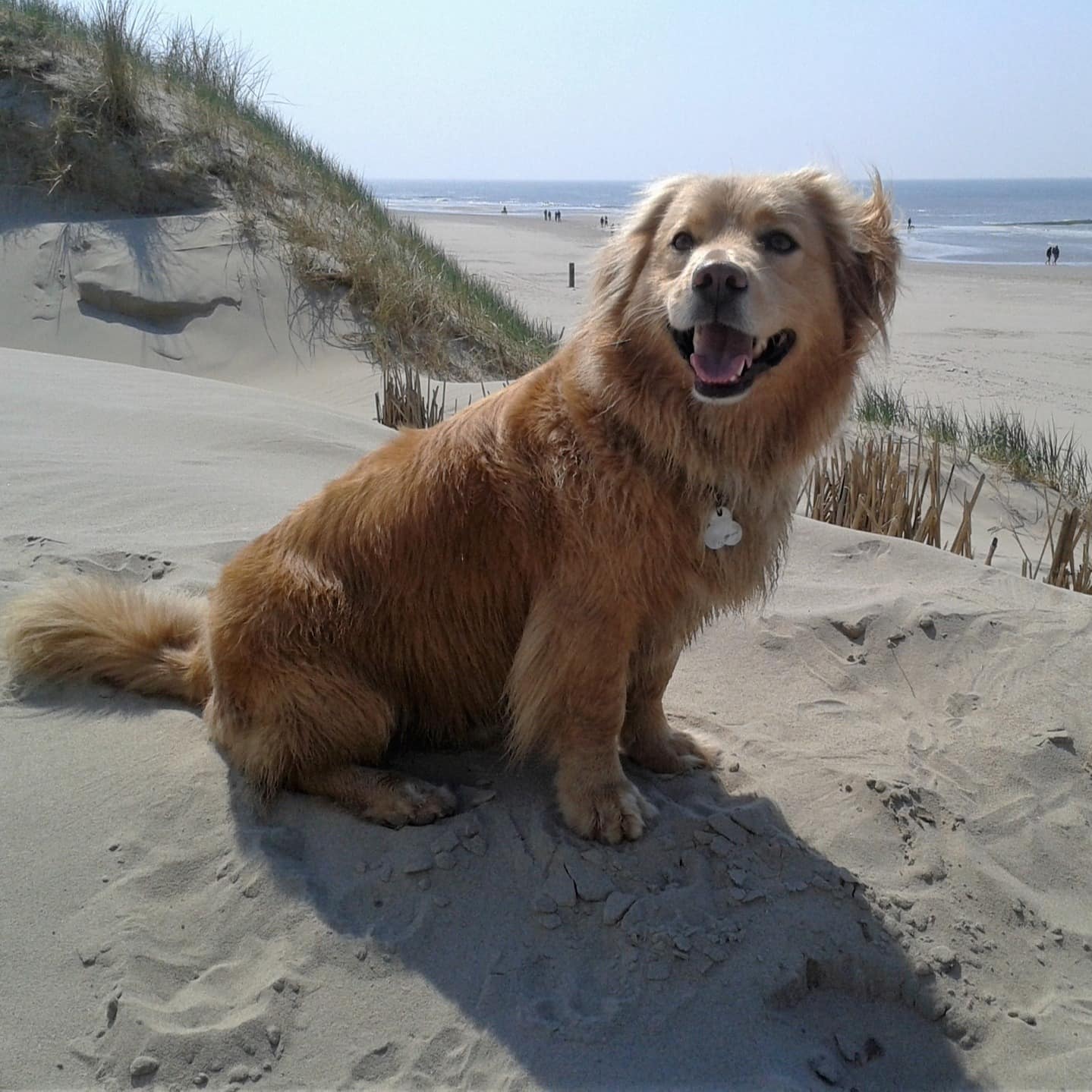 Ein Hund sitzt auf einer Düne am Strand im Sand