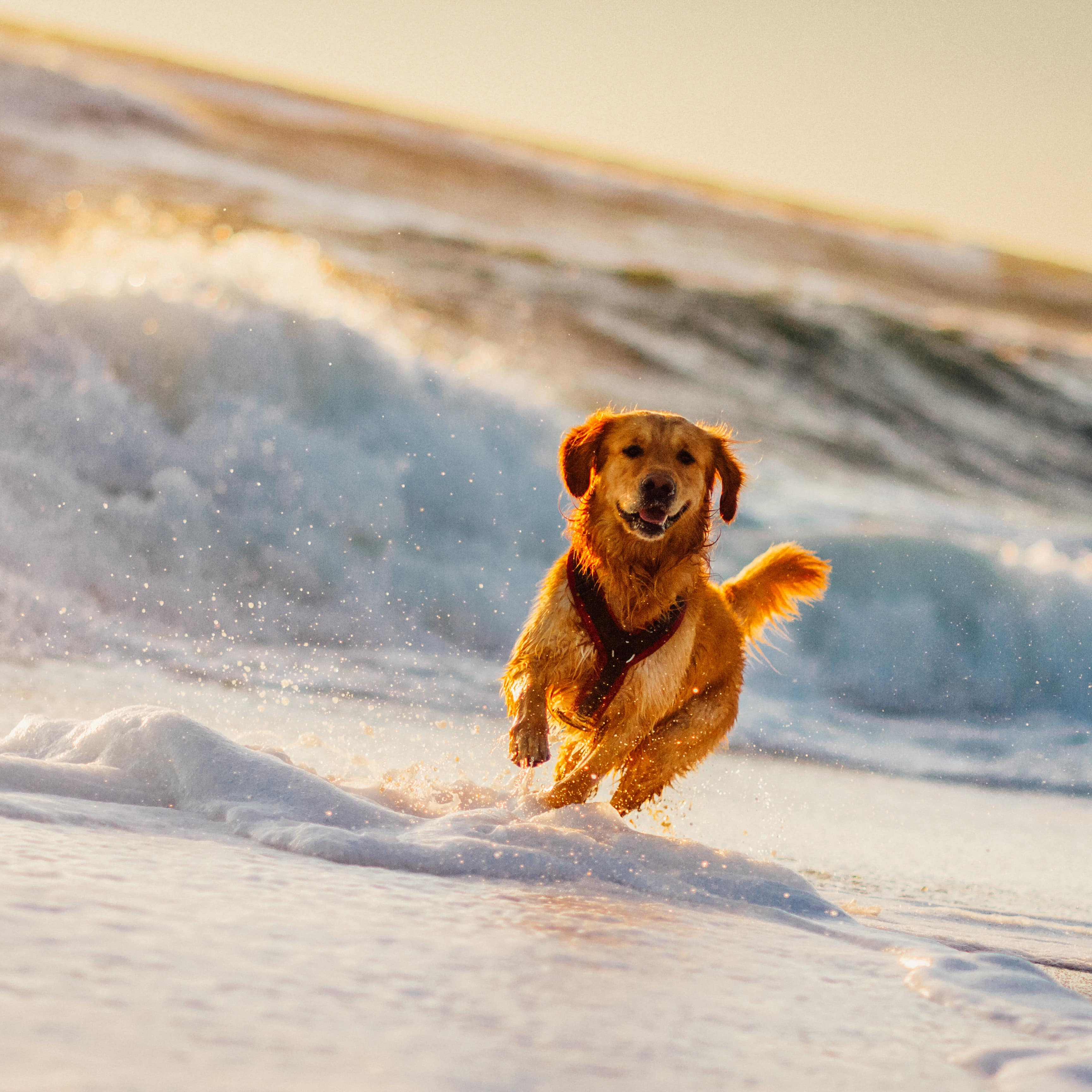 Im Sonnenuntergang: Ein Golden Retriever rennt durch das Wasser am Strand.