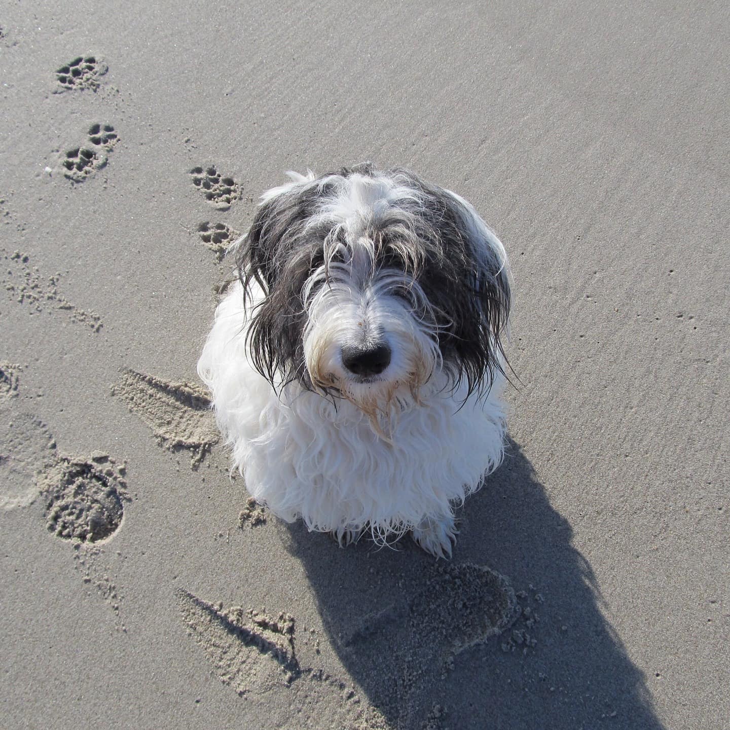 Ein wuscheliger Hund sitzt erwartungsvoll am Strand.