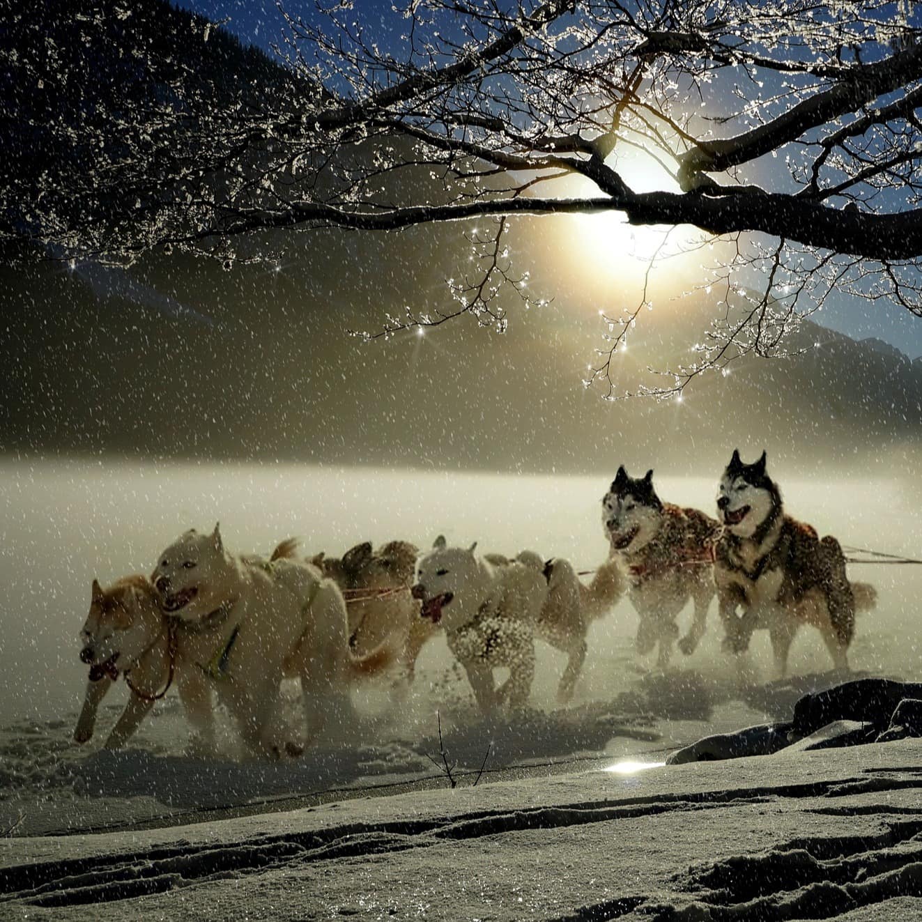 Schlittenhunde ziehen einen Schlitten durch eine verschneite Landschaft