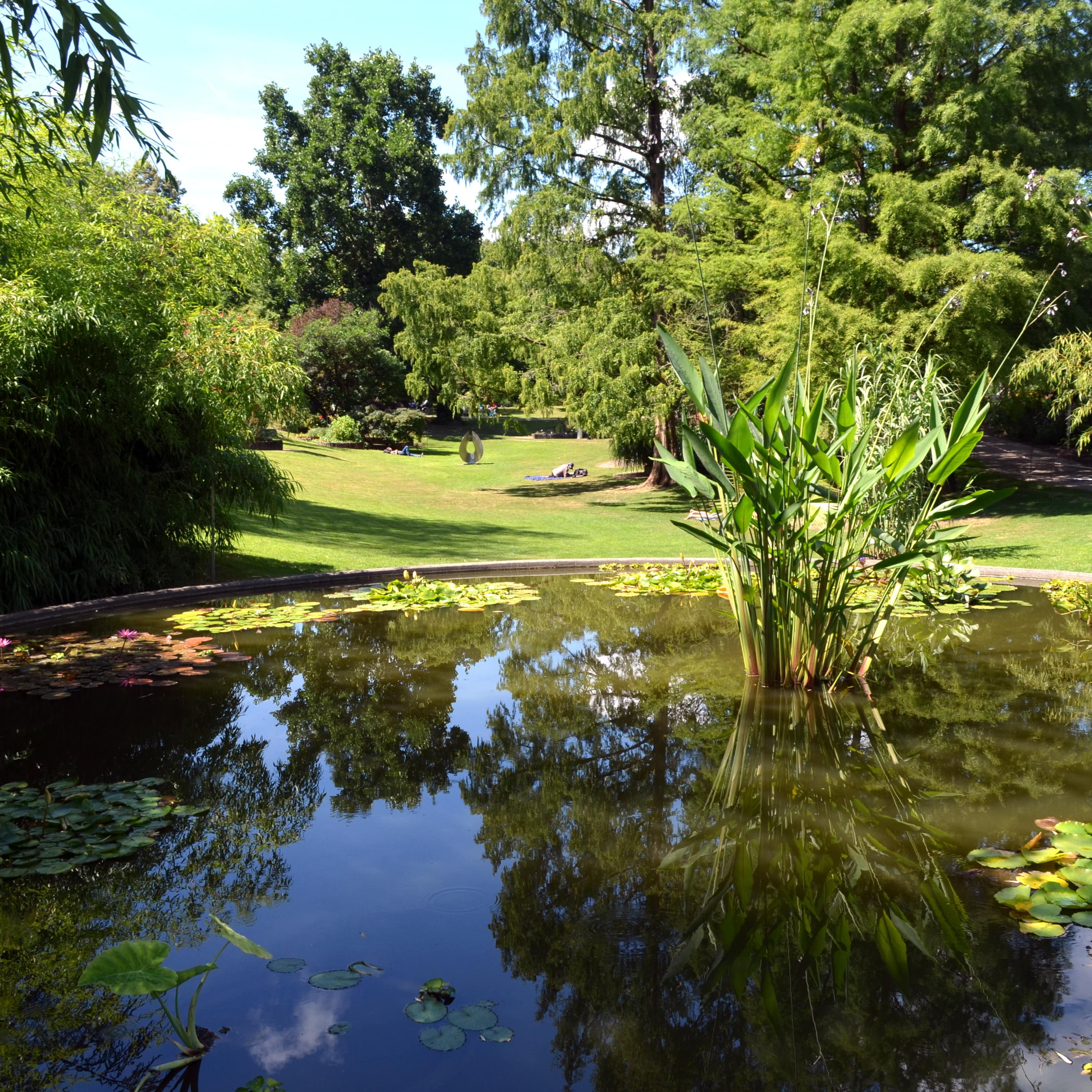 Im botanischen Garten: Ein flacher Teich mit Pflanzen, dahinter die weitläufige Parkanlage.