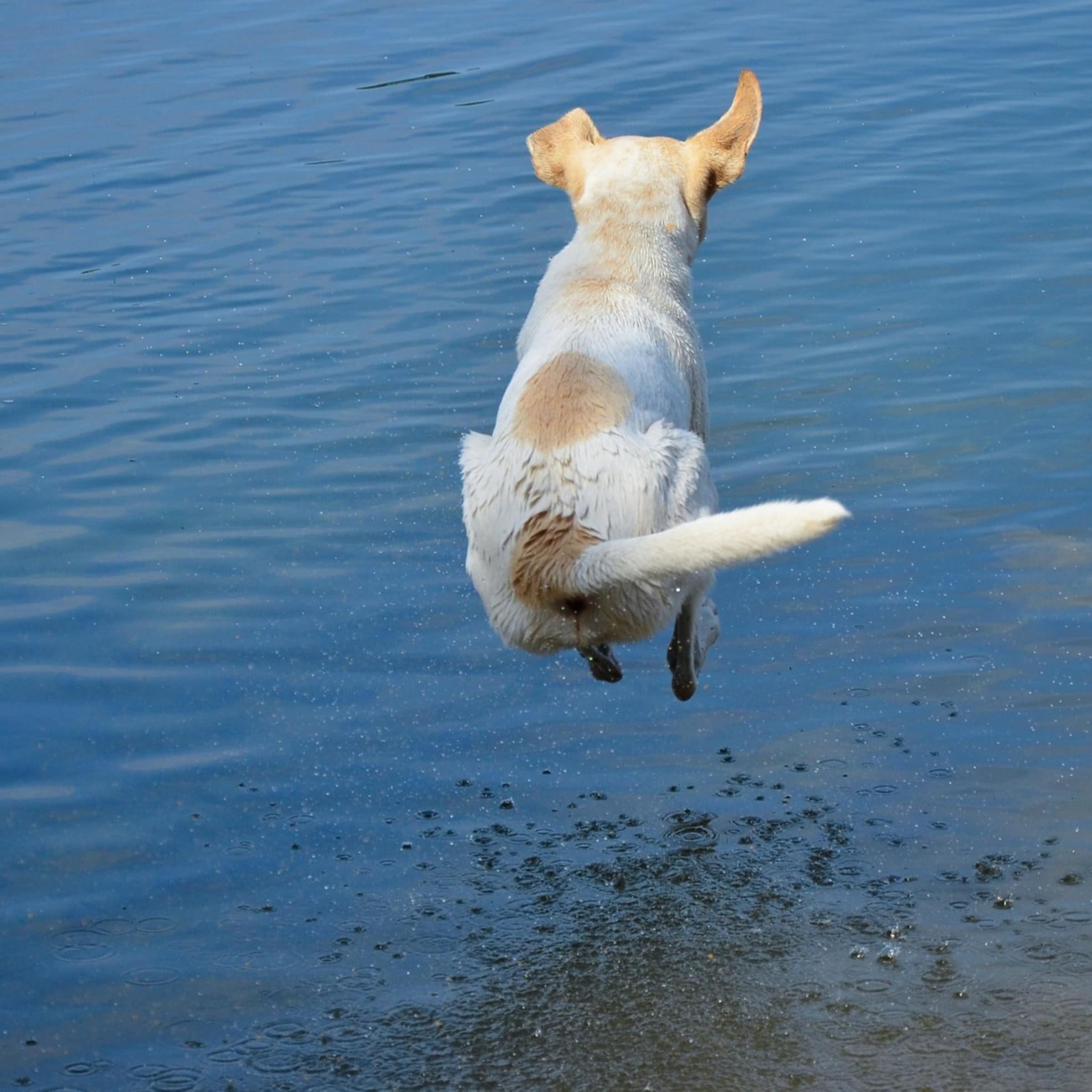 Hund springt ins Wasser