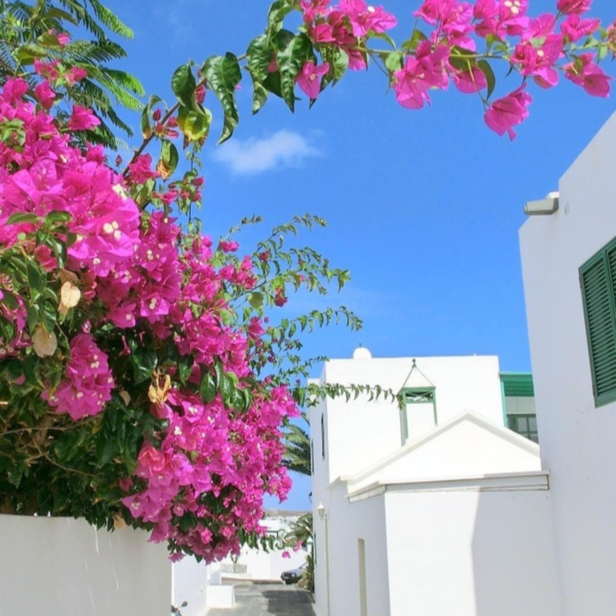 Südliche Romantik – auf allen Kanarischen Inseln blühen Bougainvilleas