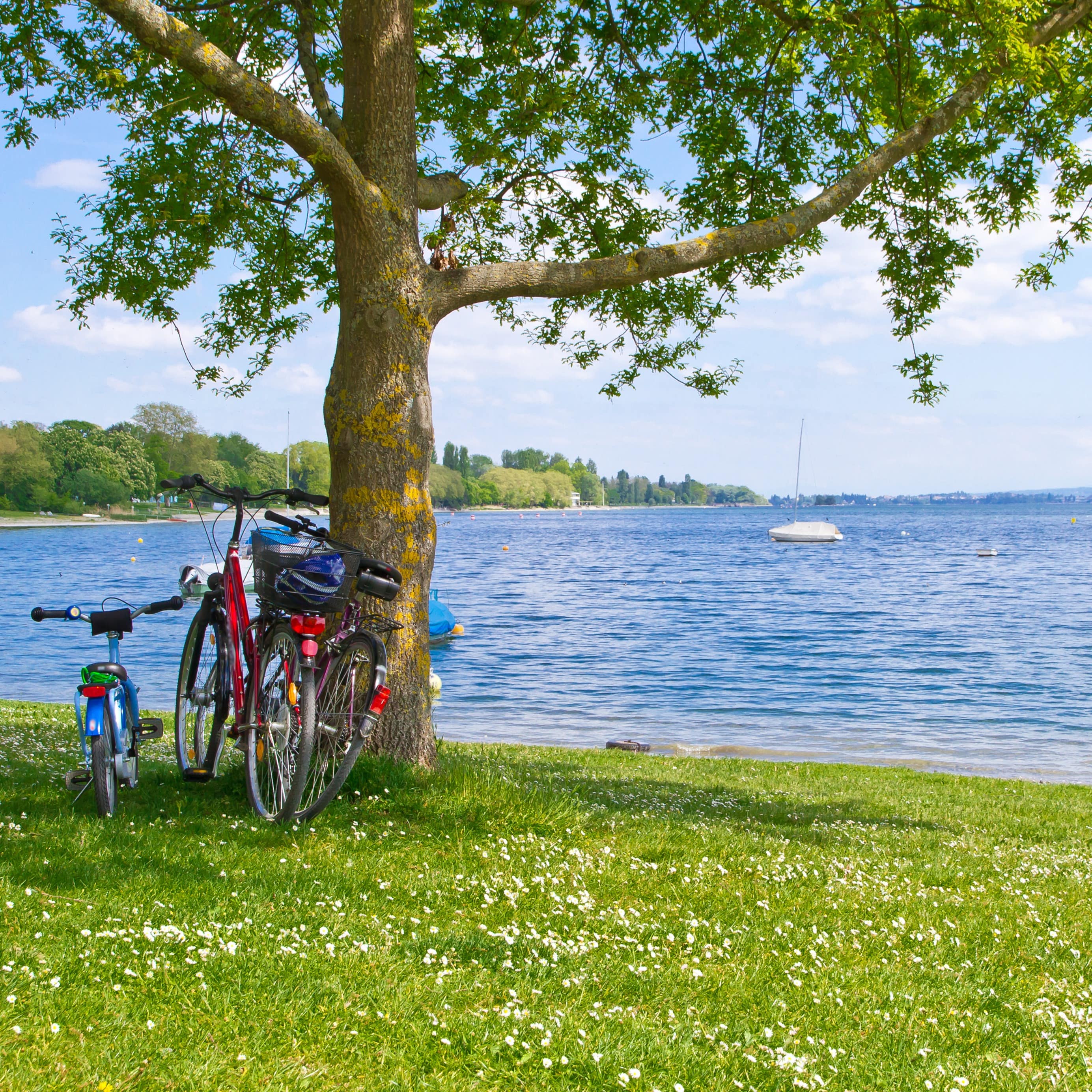 2 große und 1 Kinderfahrrad lehnen an einem Baum auf einer Wiese direkt am Bodenseeufer.