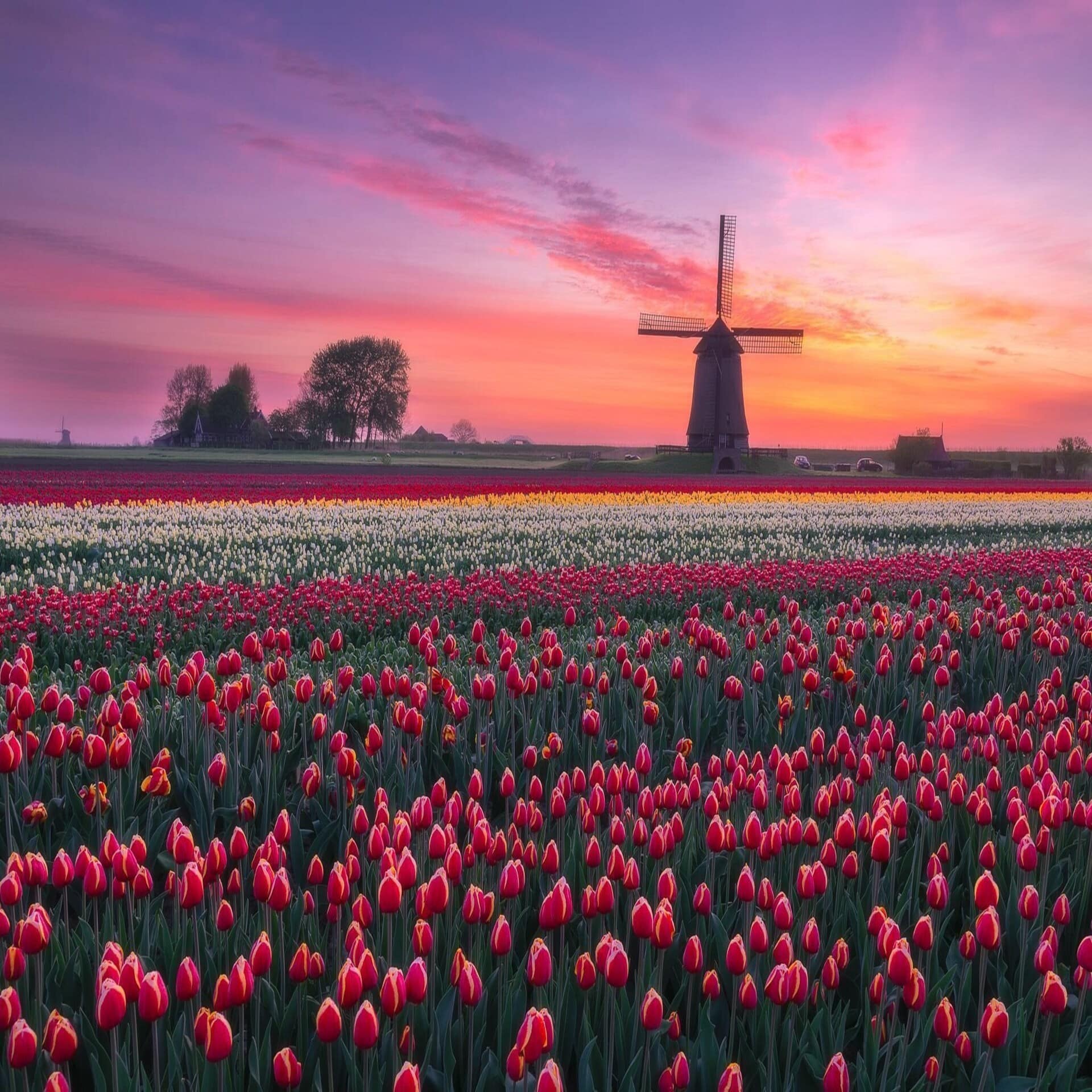 Sonnenuntergang über einem bunten Tulpenfeld, im Hintergrund eine Windmühle.