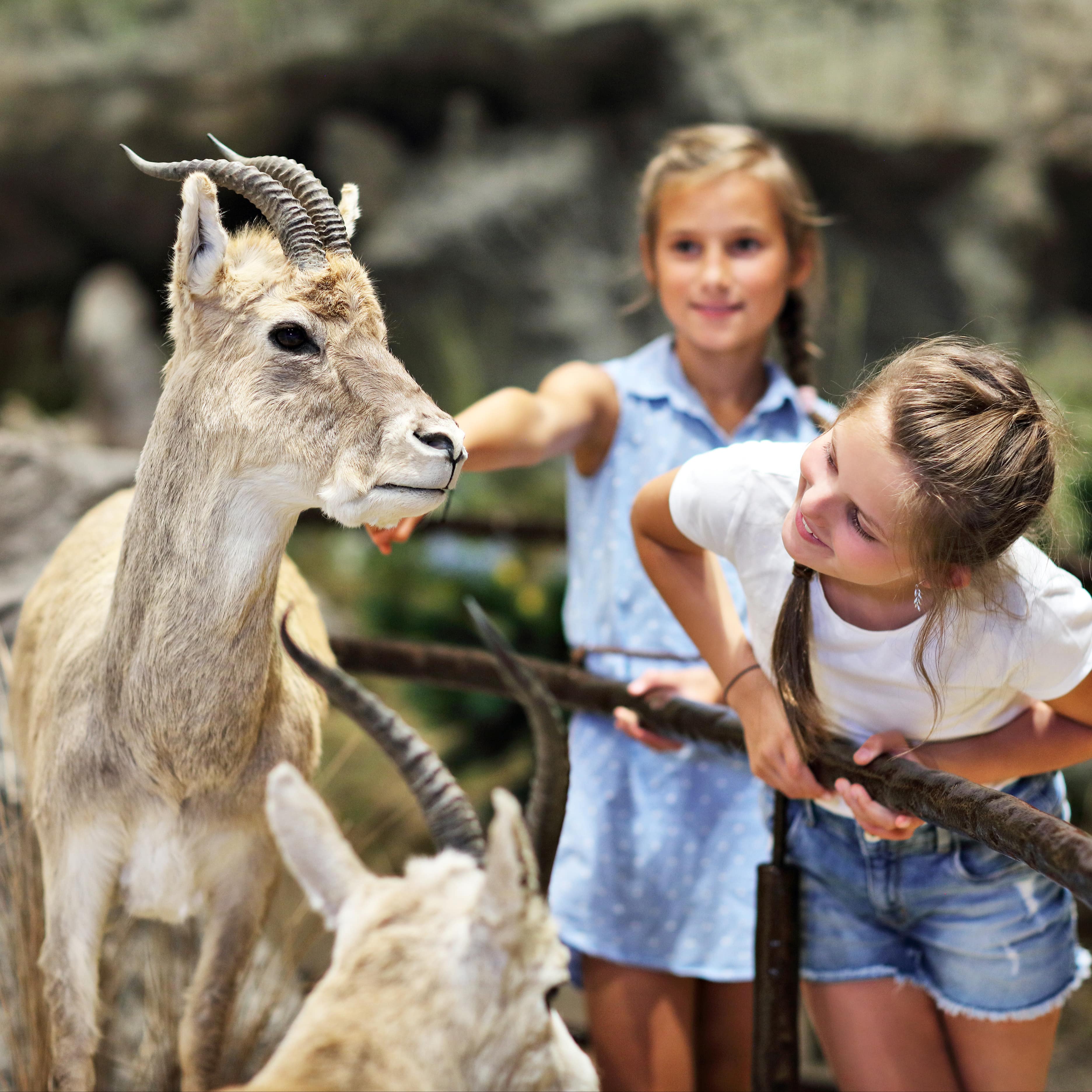 2 Mädchen im Museum beschauen 2 ausgestopfte Antilopen.