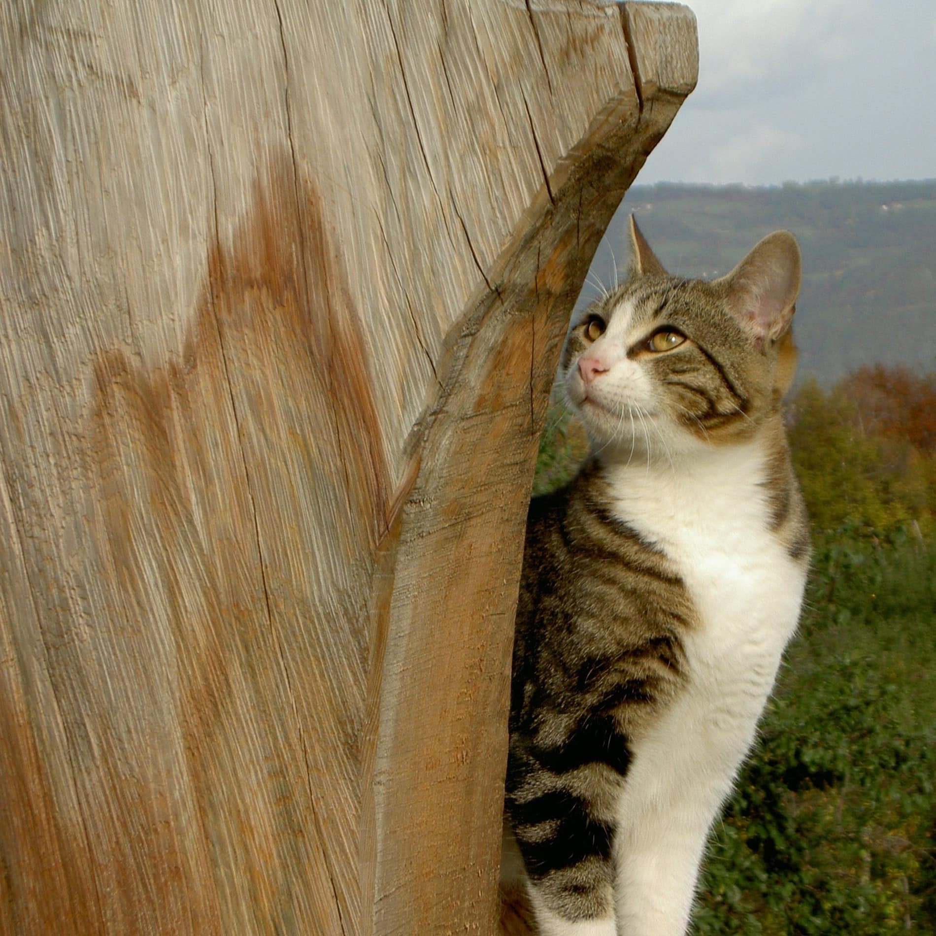 Im Garten der Ferienwohnung auf dem Bauernhof bei Meran schaut hinter einer Holzbank ein getigerter Kater neugierig hervor