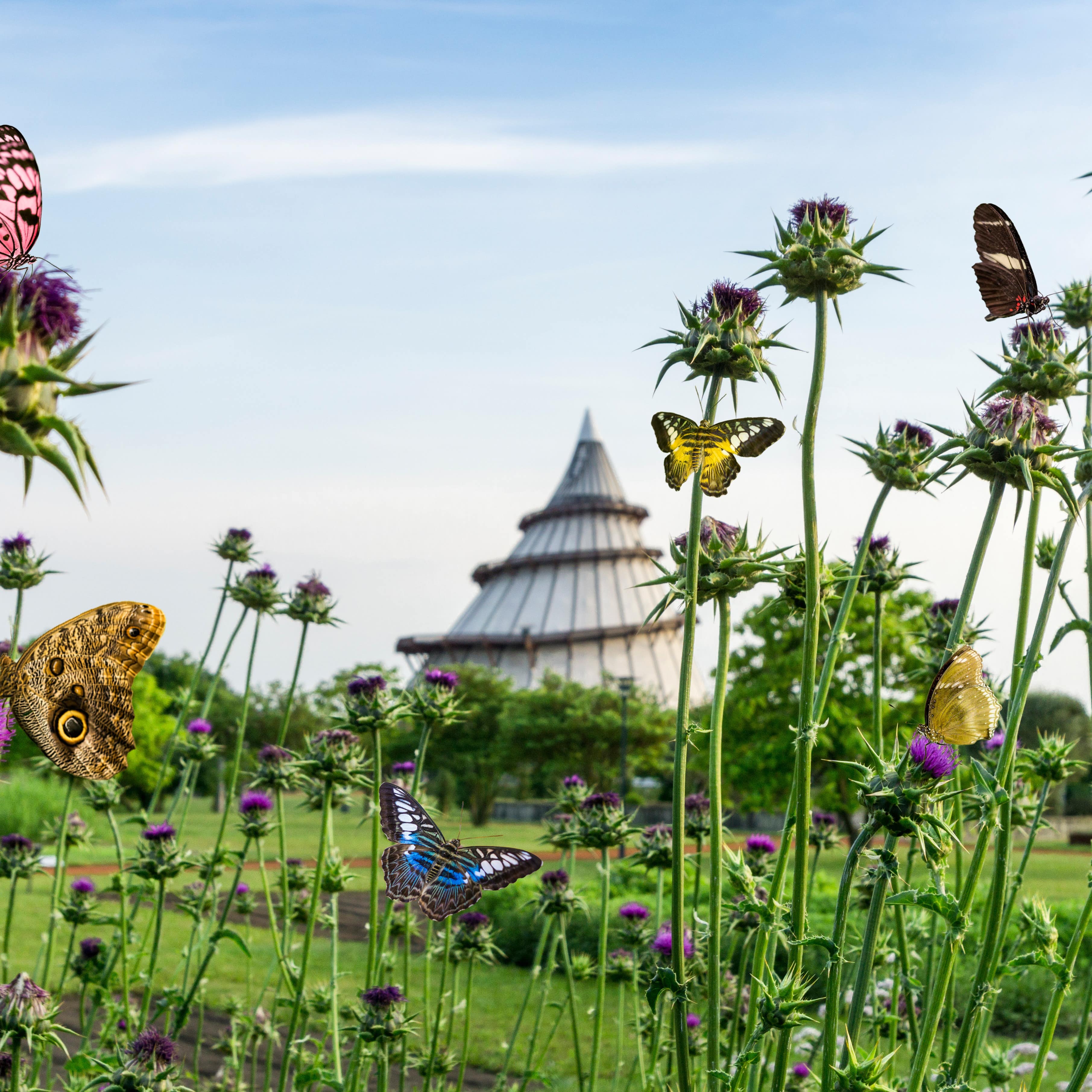 Schmetterlinge auf blühenden Blumen auf einer Wiese, dahinter der Jahrtausendturm.