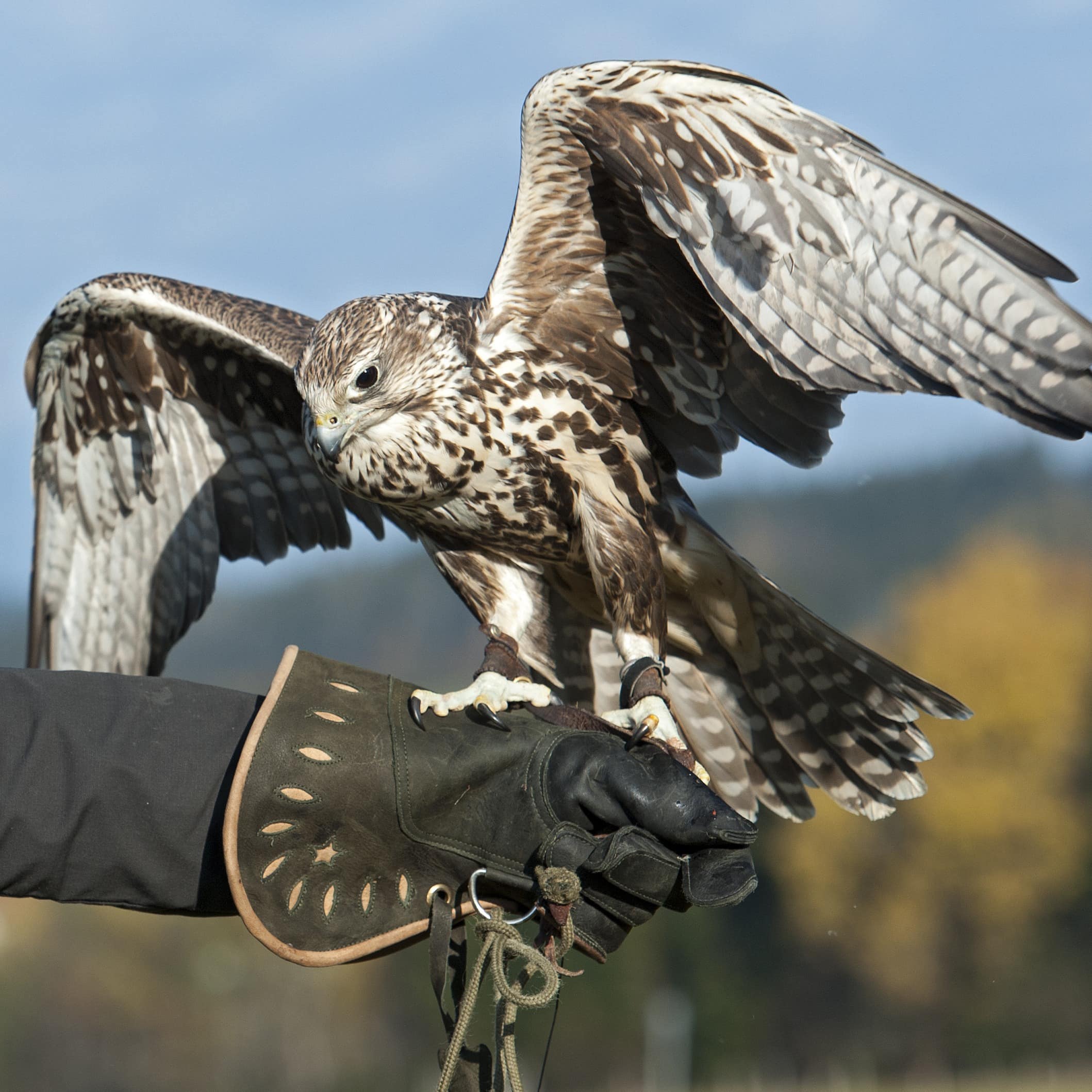 Falke mit ausgebreiteten Flügeln sitzt auf der behandschuhten Hand eines Falkners.