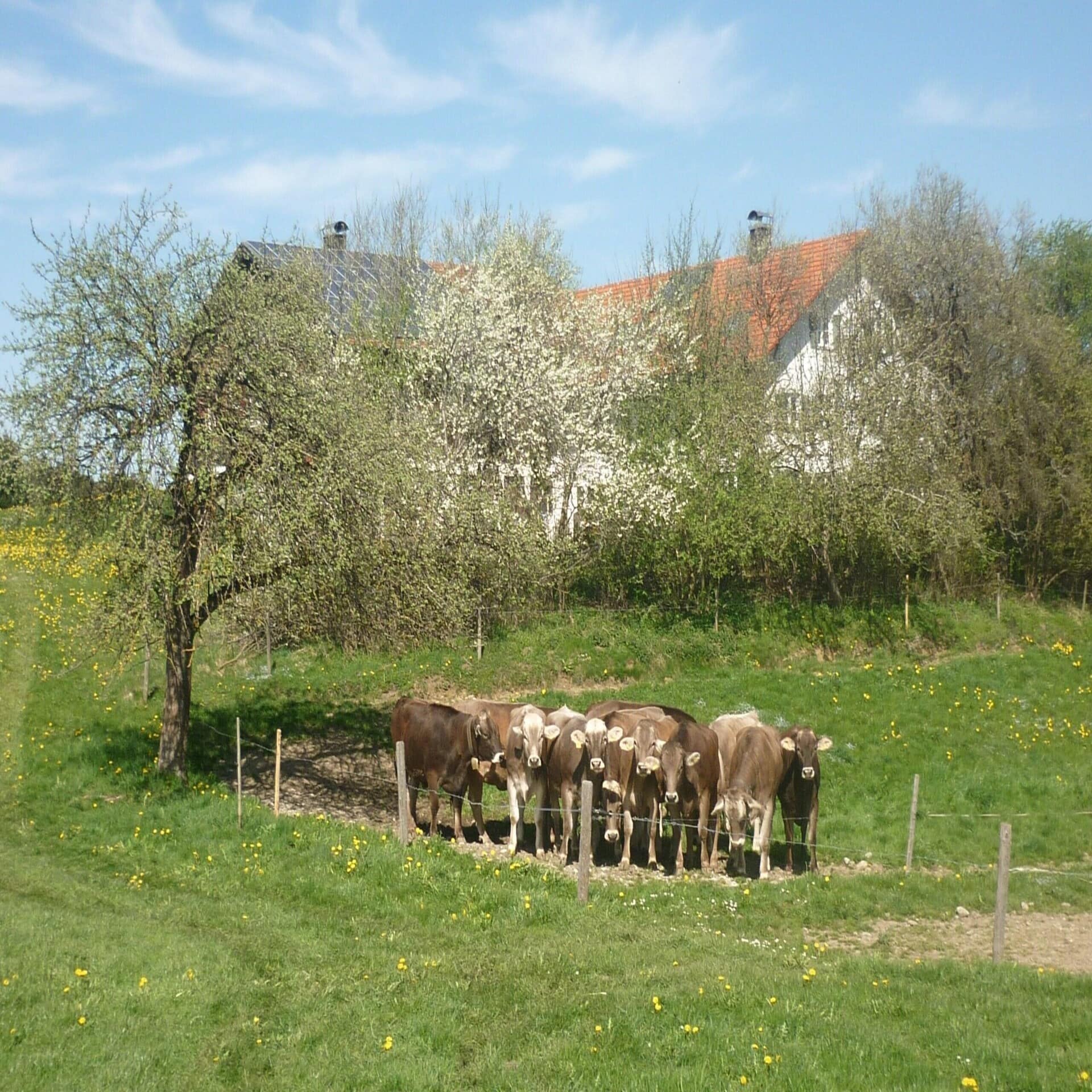 Braune Kühe auf einer Weide, dahinter Bäume hinter denen ein Bauerhaus zu sehen ist. Die Sonne scheint, es ist Frühling. 