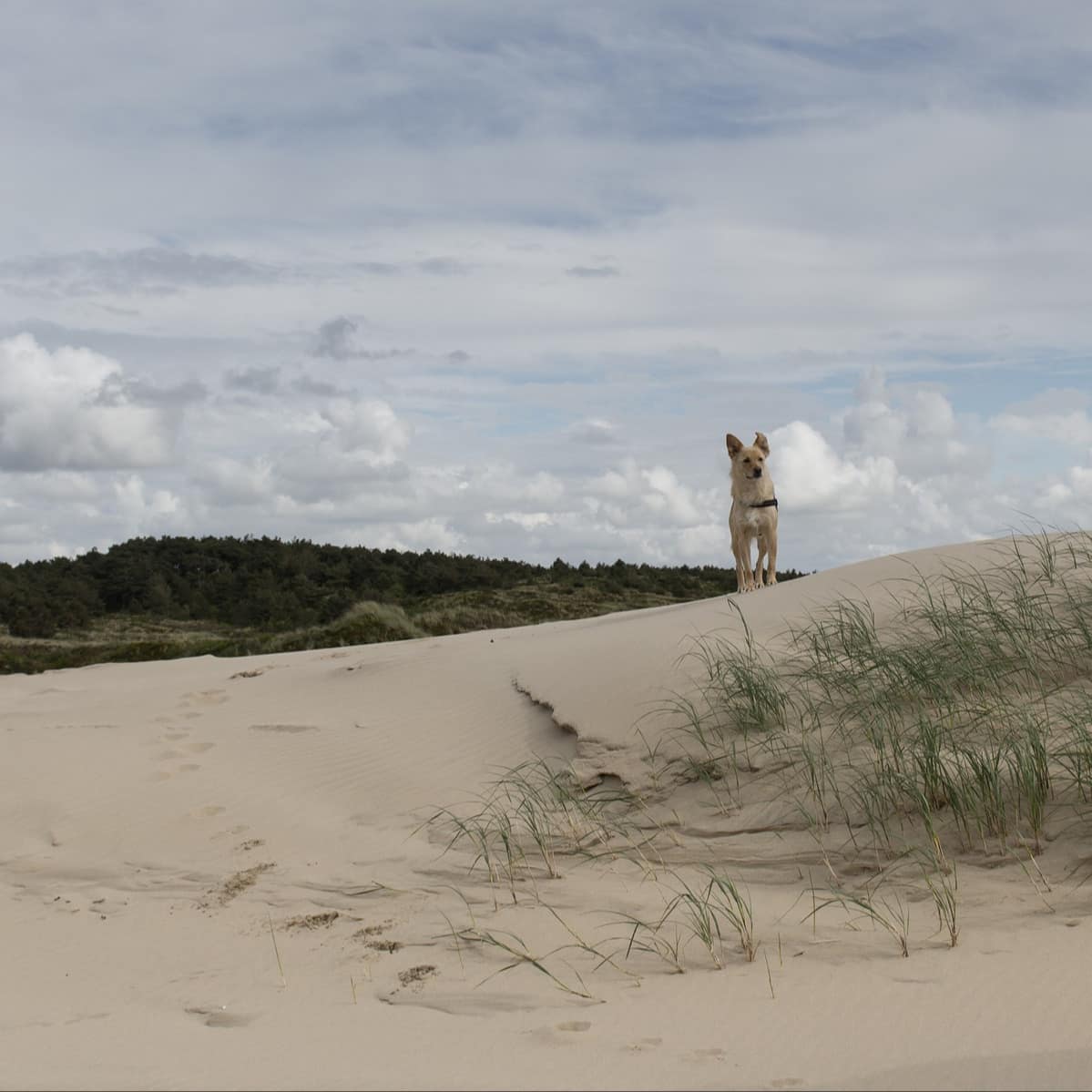 Hund auf einer Düne an der niederländischen Küste