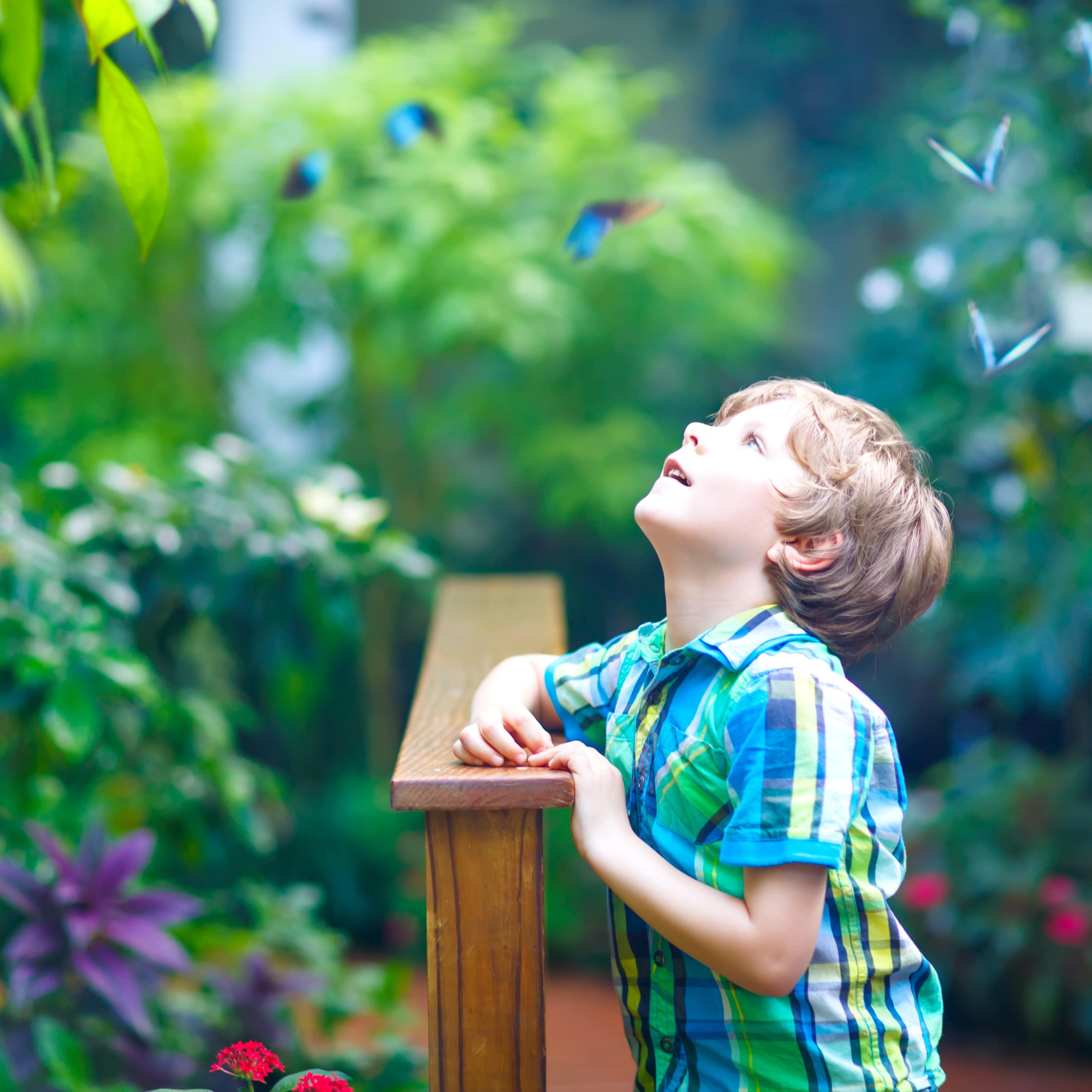 Ein Junge in einem karierten Hemd bestaunt in einem Tropenhaus Pflanzen und Schmetterlinge. 
