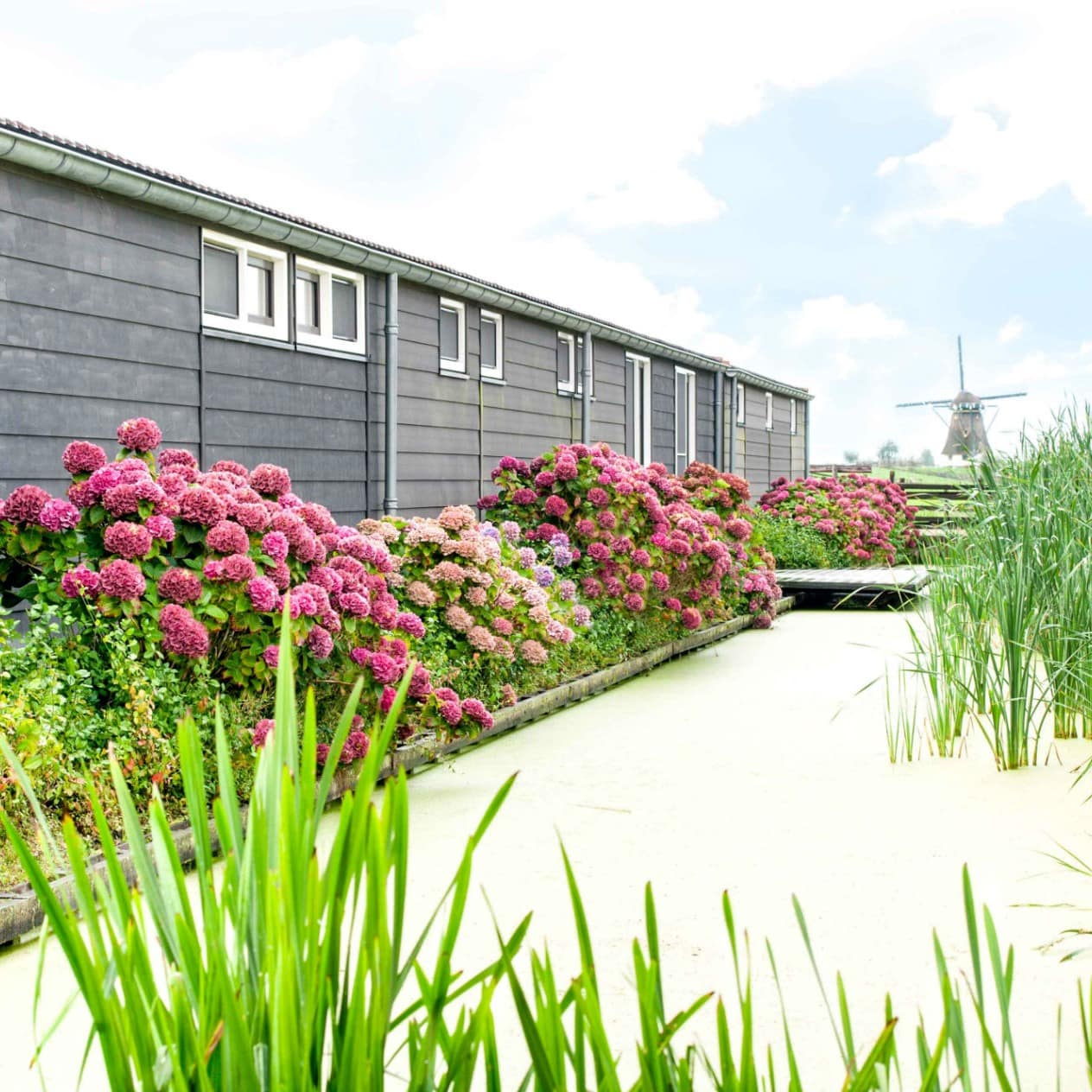 Einstöckige graue Holzhäuser mit Blumenbeeten und Windmühle im Hintergrund