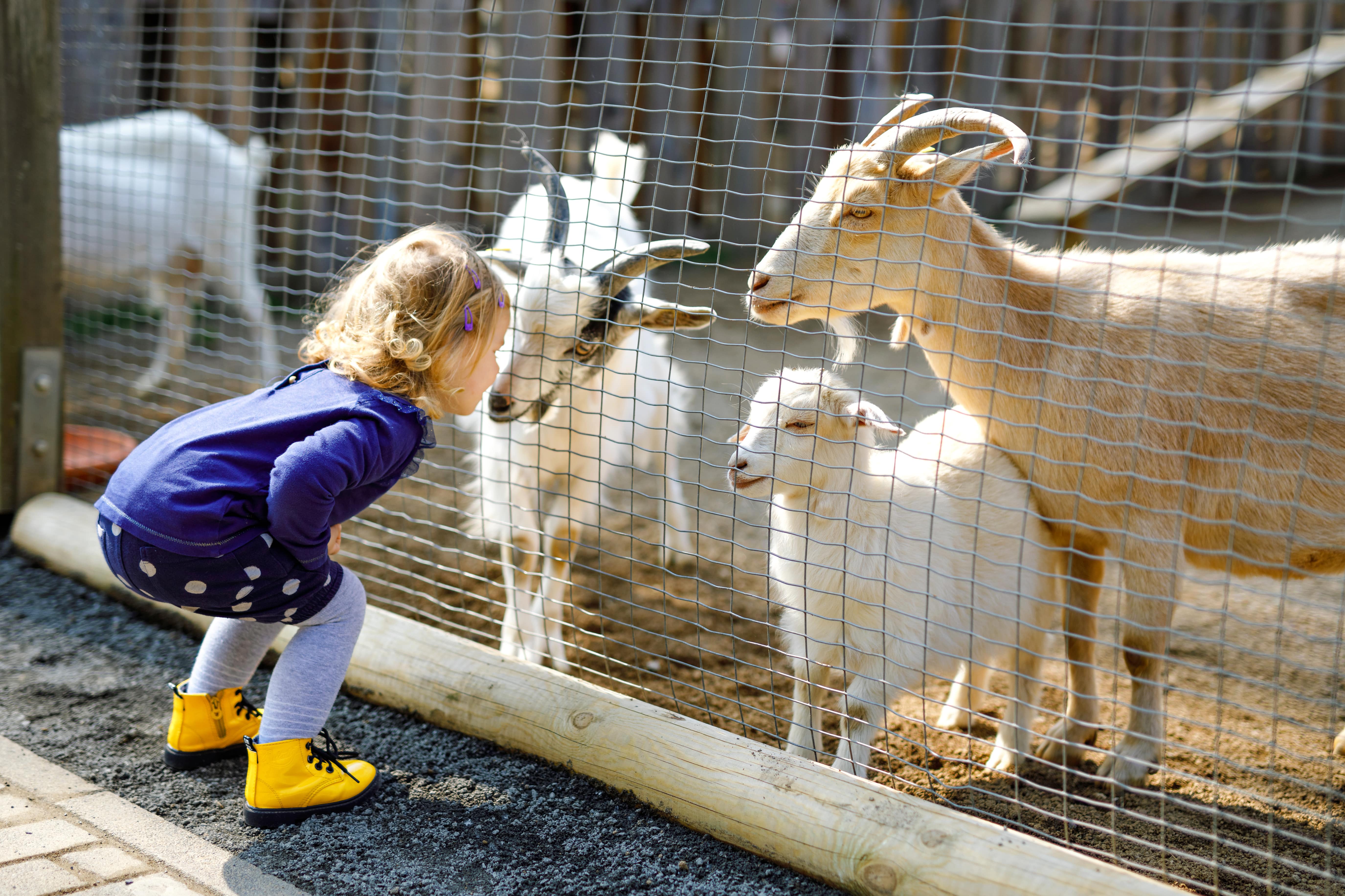 kleines Mädchen spielt mit Ziegen