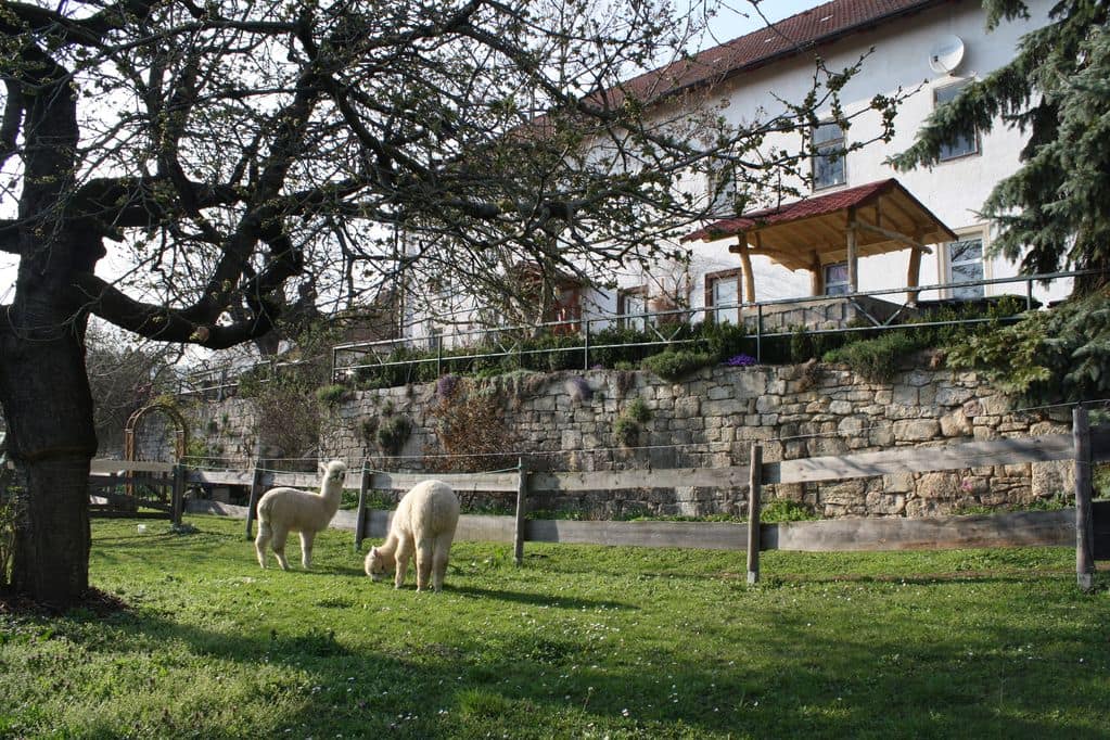farm vacation house with llamas