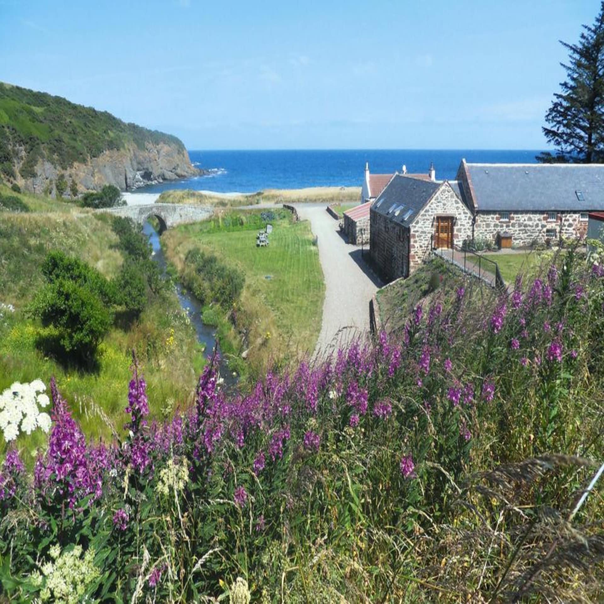 Blick über lila Blumen auf Steinhäuschen direkt an der felsigen Nordseeküste. 