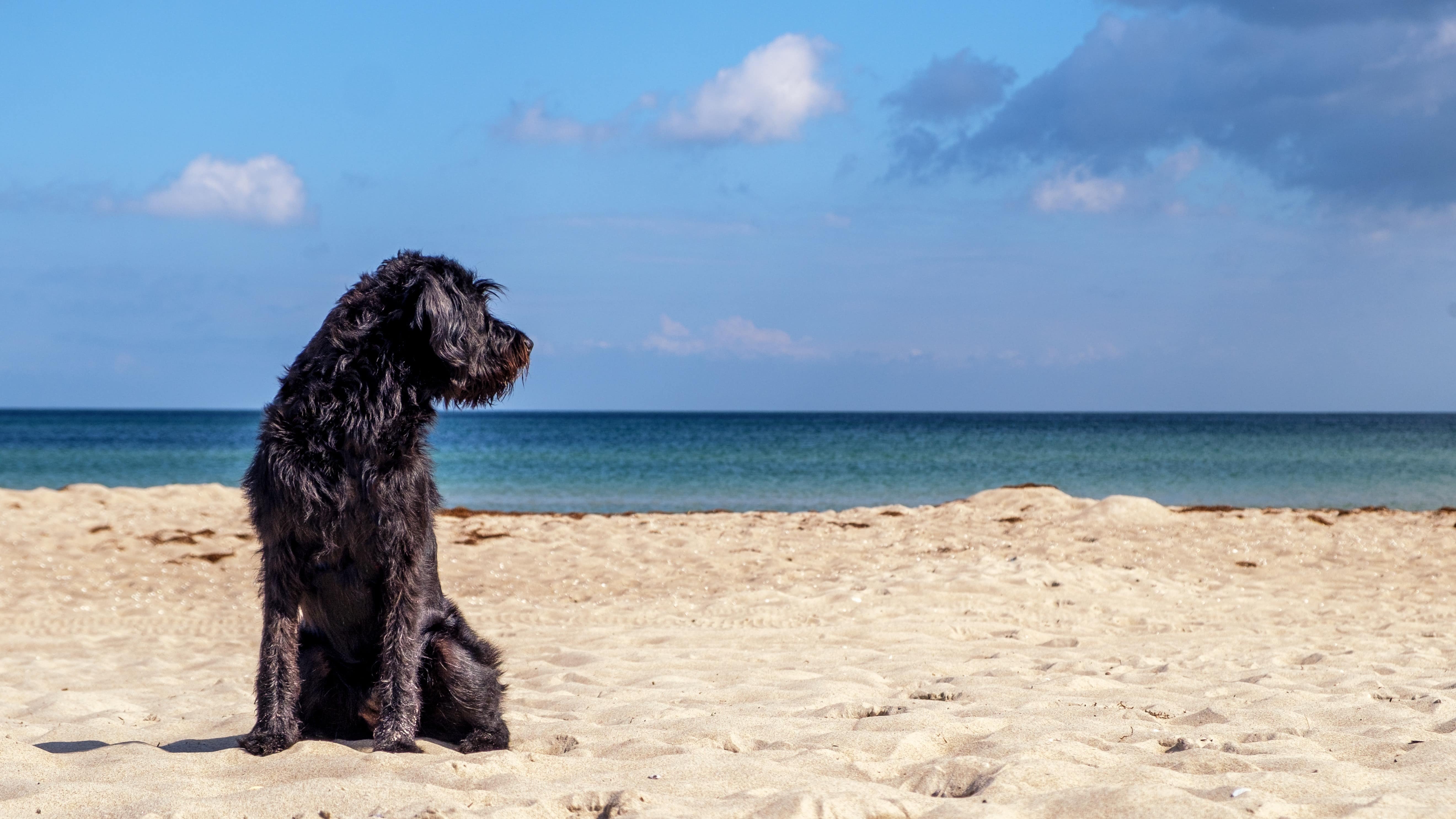 Ferienwohnungen für den Urlaub mit Hund in Holland am Meer