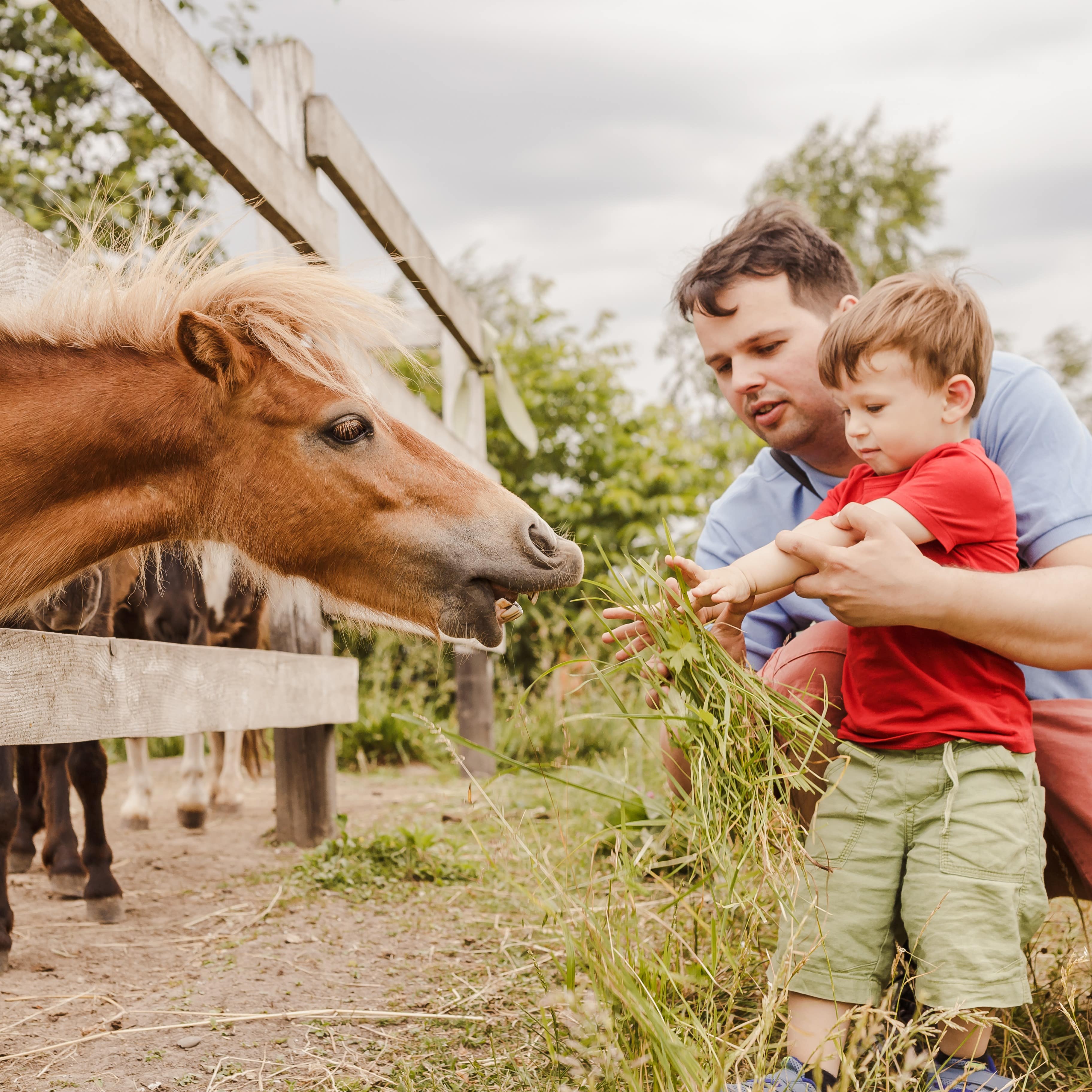 Vater und kleiner Sohn füttern ein Pony mit Gras. Das Pony steht hinter einem Zaun.