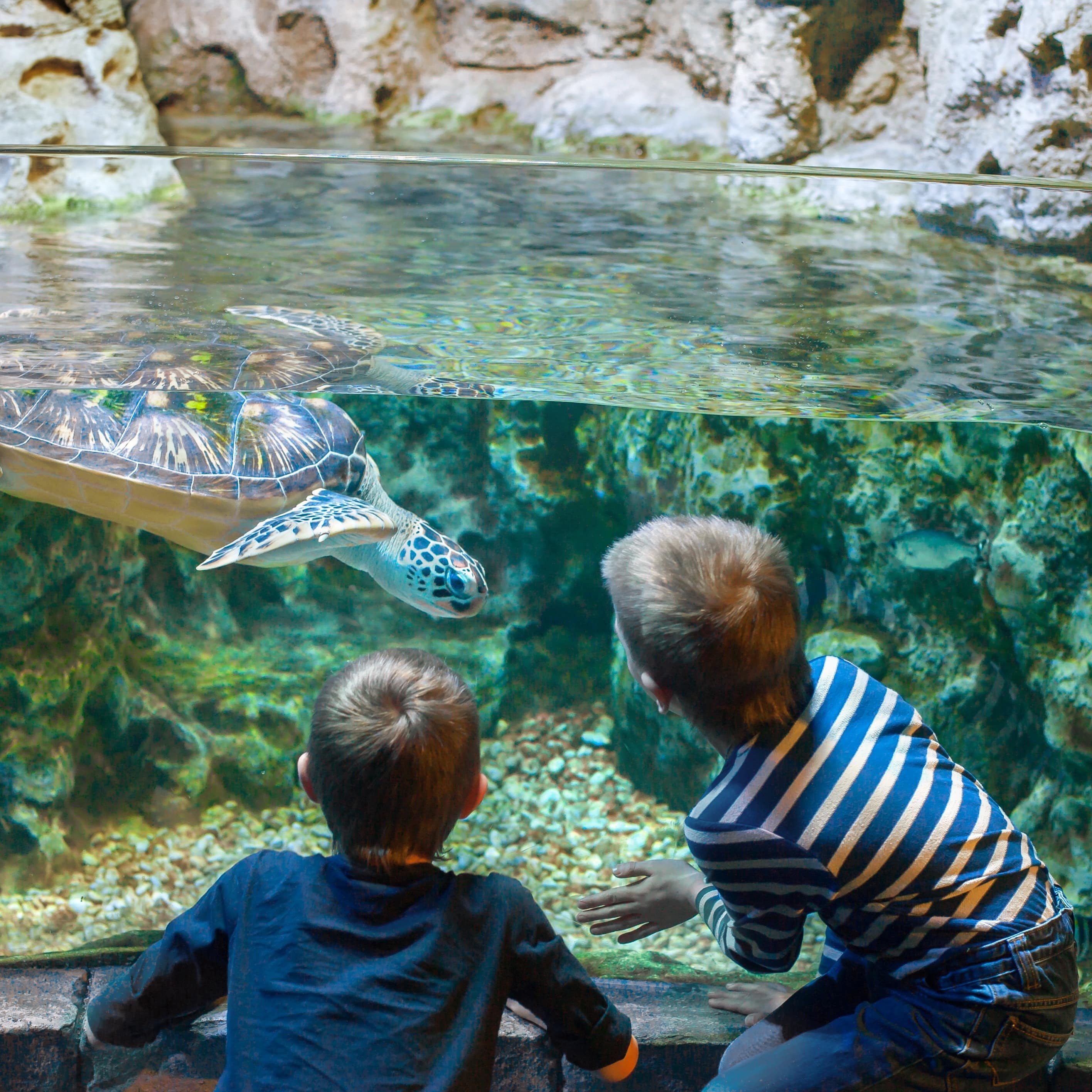 2 Jungen beobachten eine Meeresschildkröte in einem Aquarium.