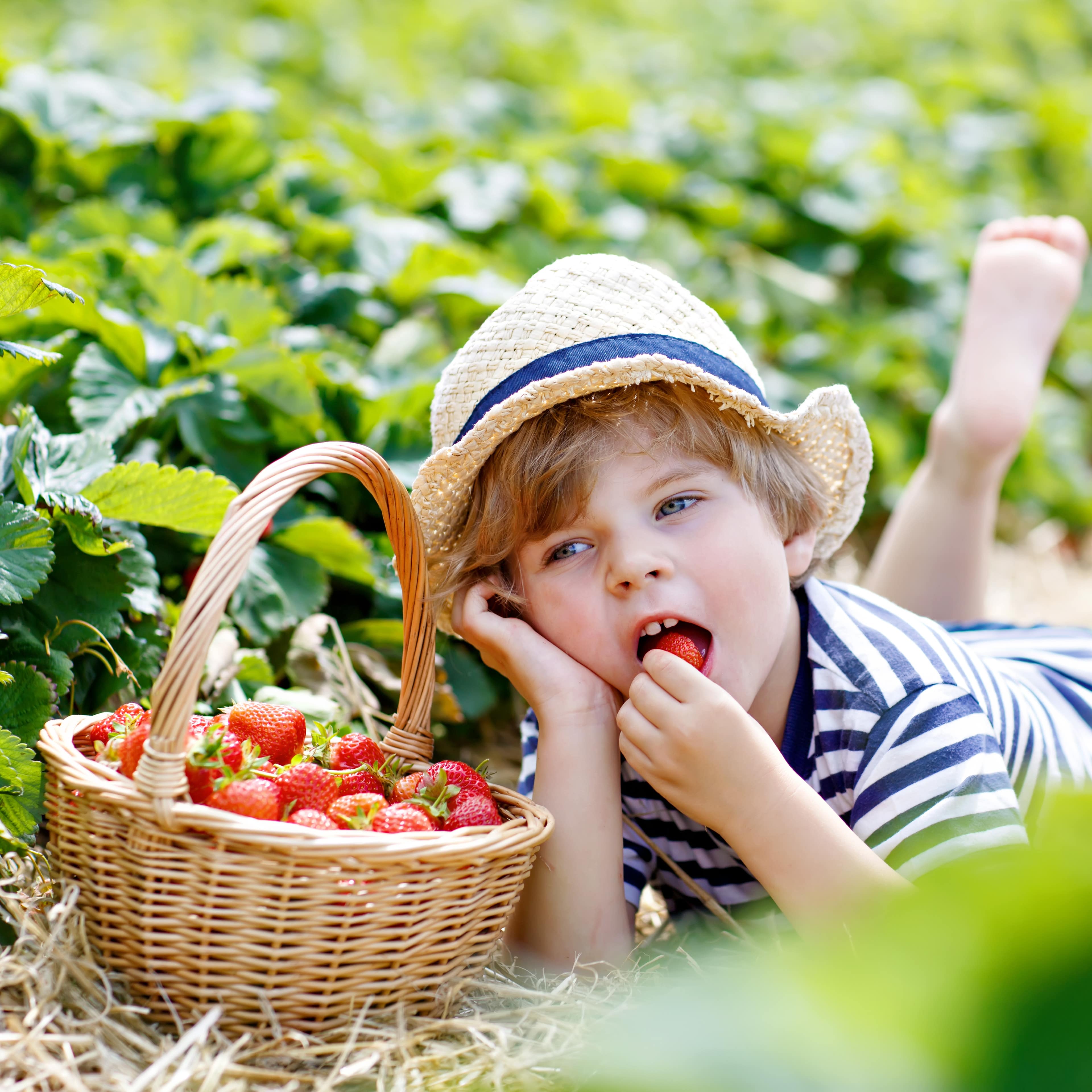 Junge liegt in einem Erdbeerfeld neben einem Korb Erdbeeren und isst eine Erdbeere.
