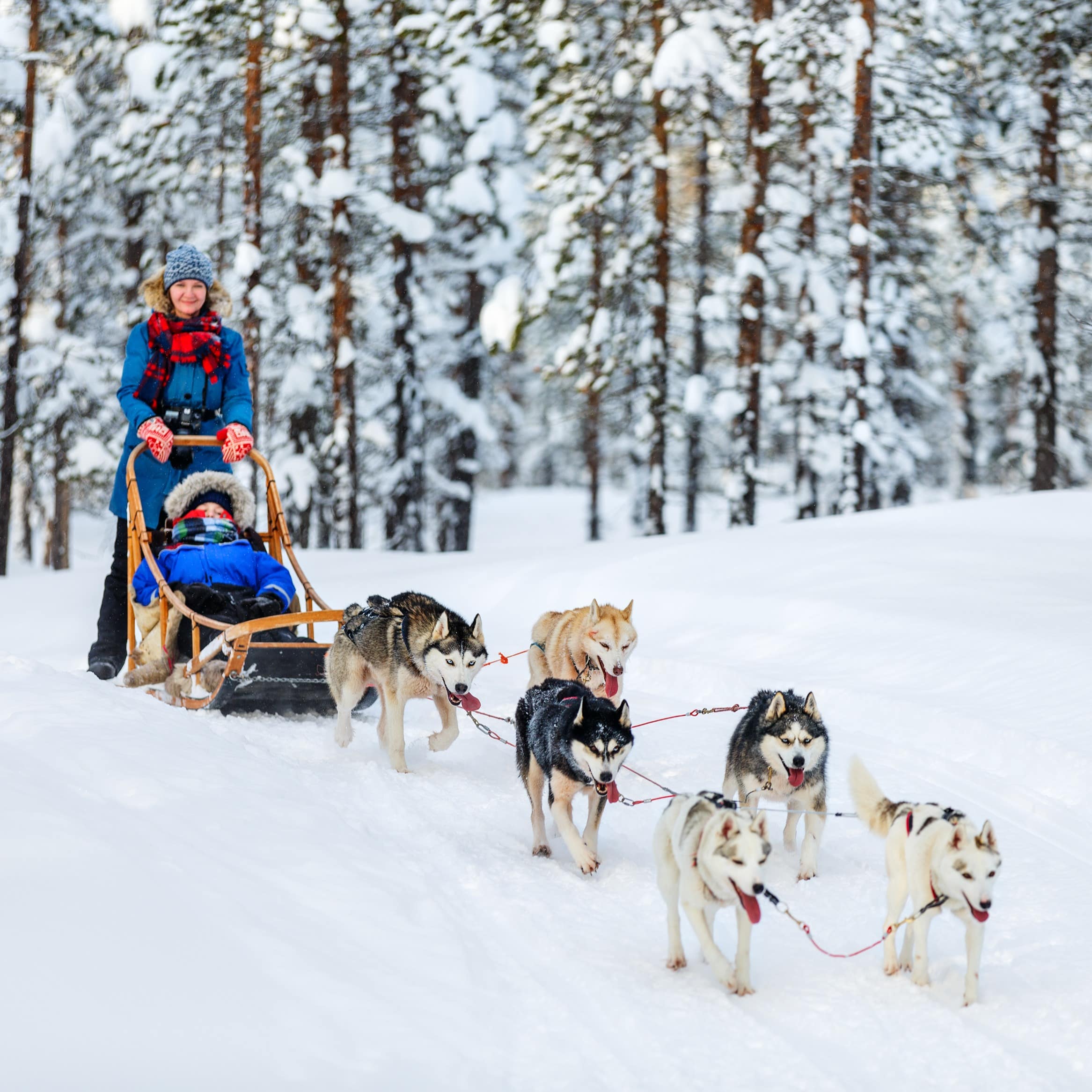 Eine Mutter mit Kleinkind bei einer Hausfahrt mit einem Husky-Schlitten.