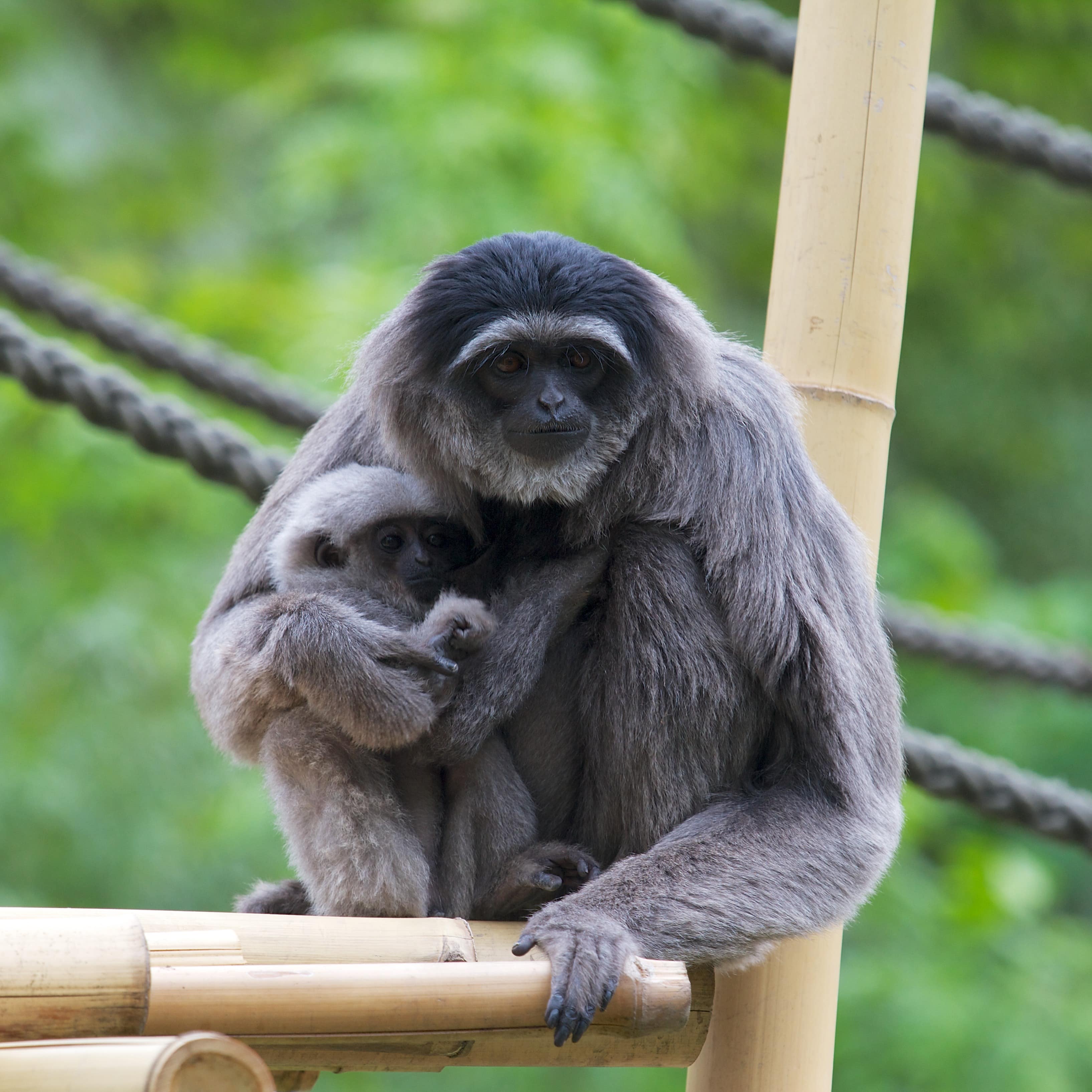 Ein Affenmutter und ihr Baby sitzen auf einem Bambus-Gerüst.