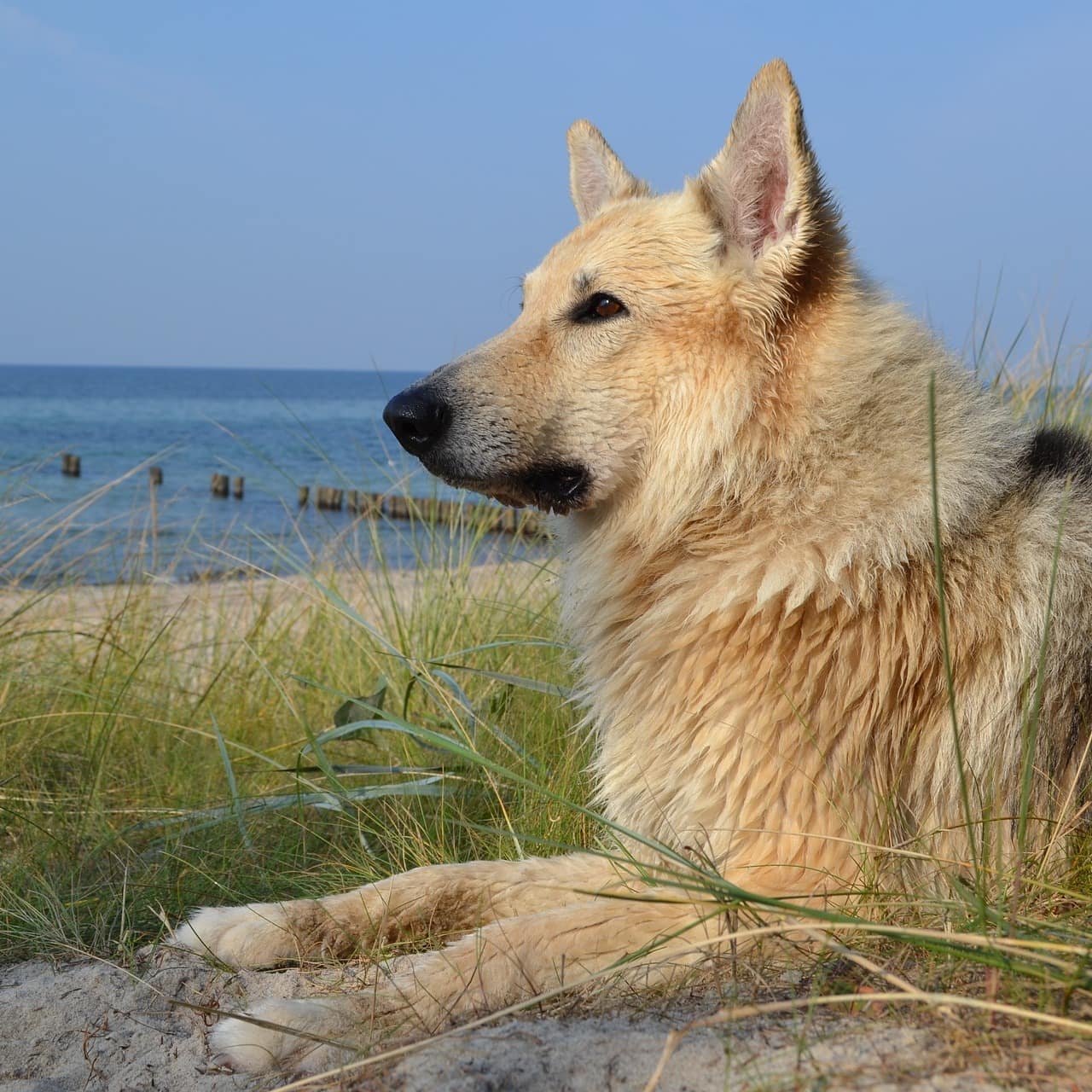 Ein liegt auf einer Düne im Sand