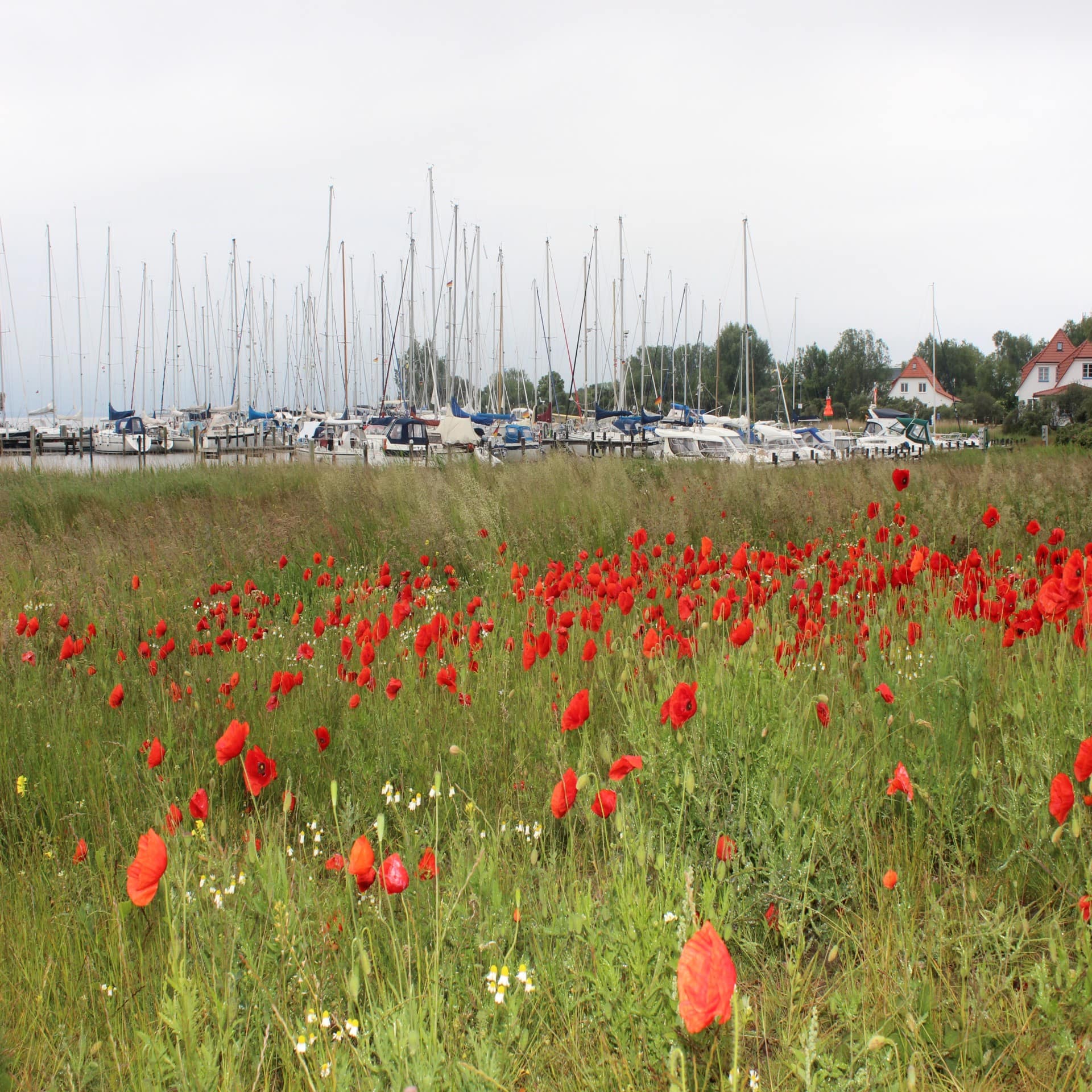 Blick über eine blühende Mohnwiese auf den Hafen von Vitte, rechts sind Häuser zu sehen.