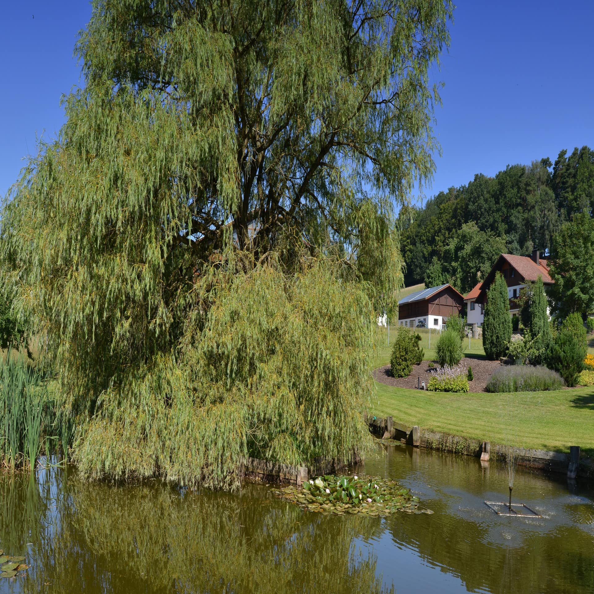 Ein Teich mit Baum, dahinter ein Bauernhof mit grünem Garten und Wald.