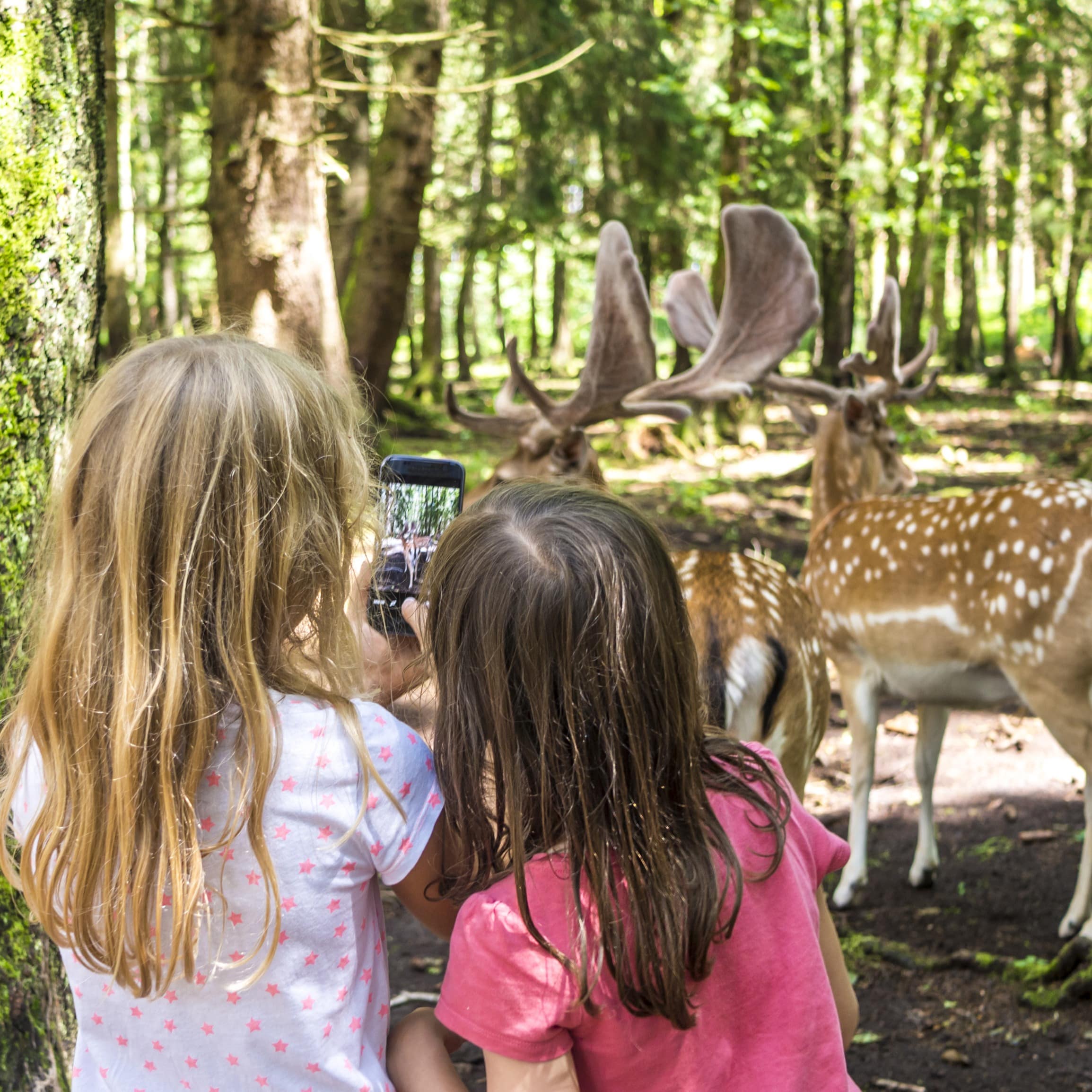 Rückenansicht: 2 Mädchen im Wildpark fotografieren Damwild mit einem Smartphone.