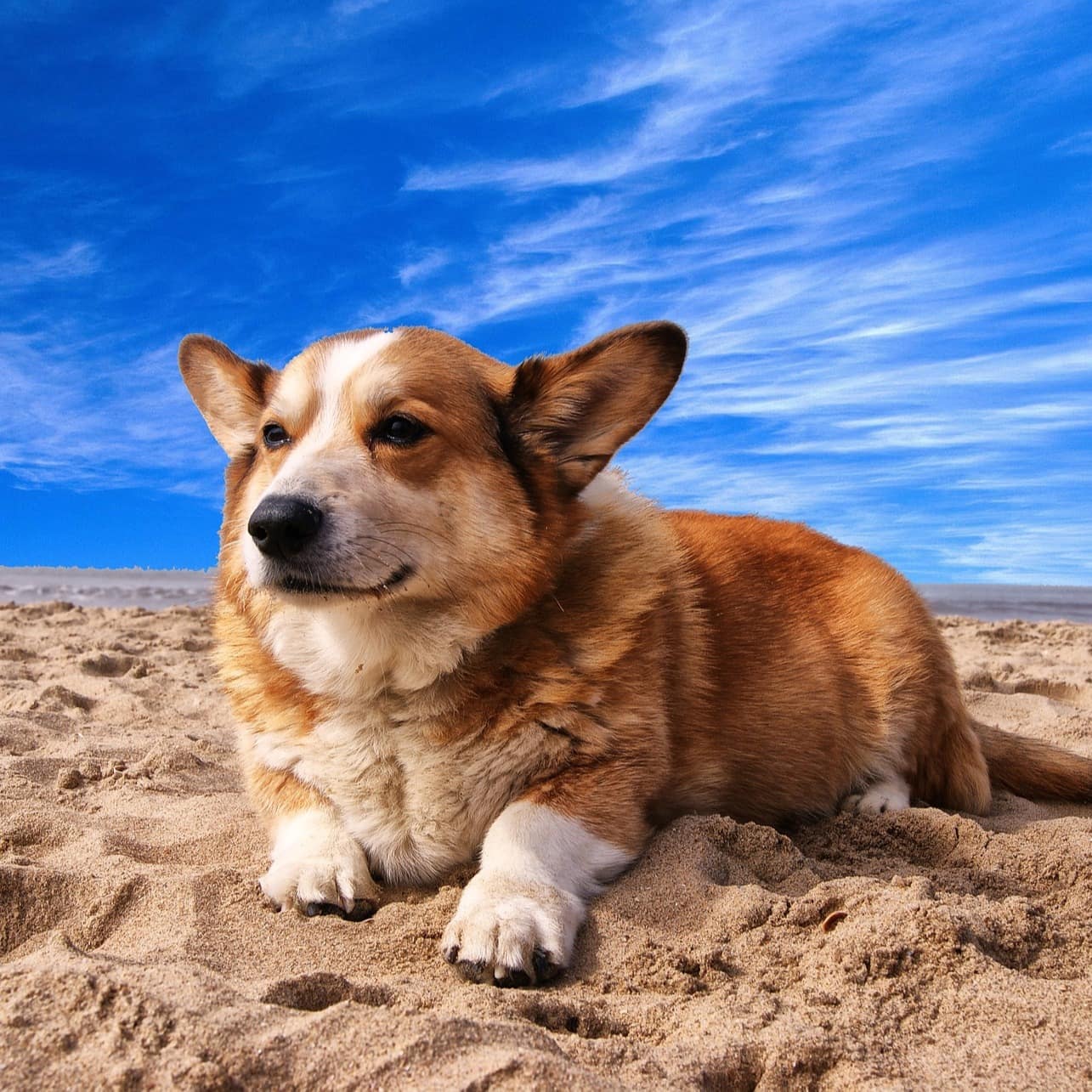 Ein kleiner Hund liegt im Sandstrand
