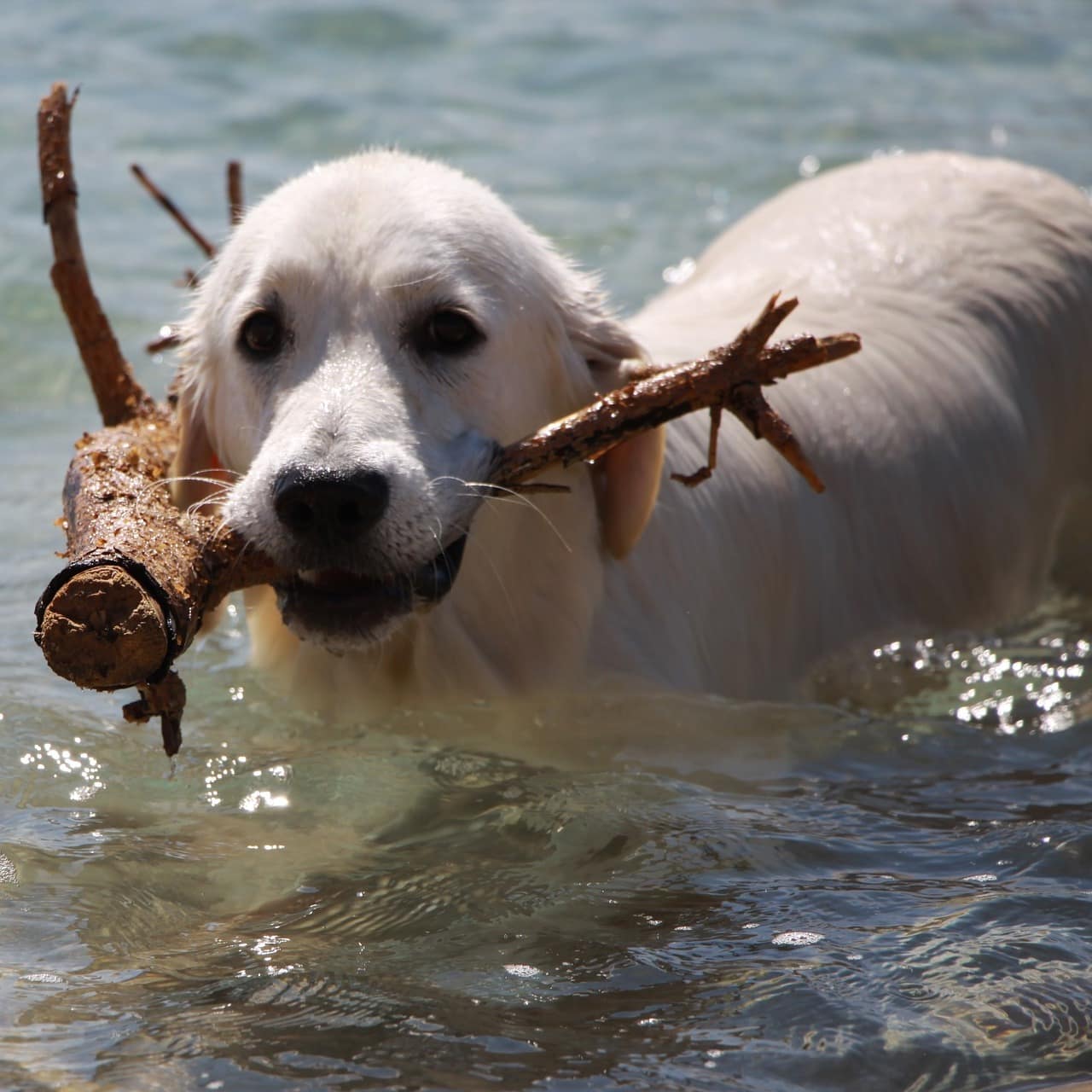 Ein Gold Retriever mit einem Ast in der Schnauze im Wasser