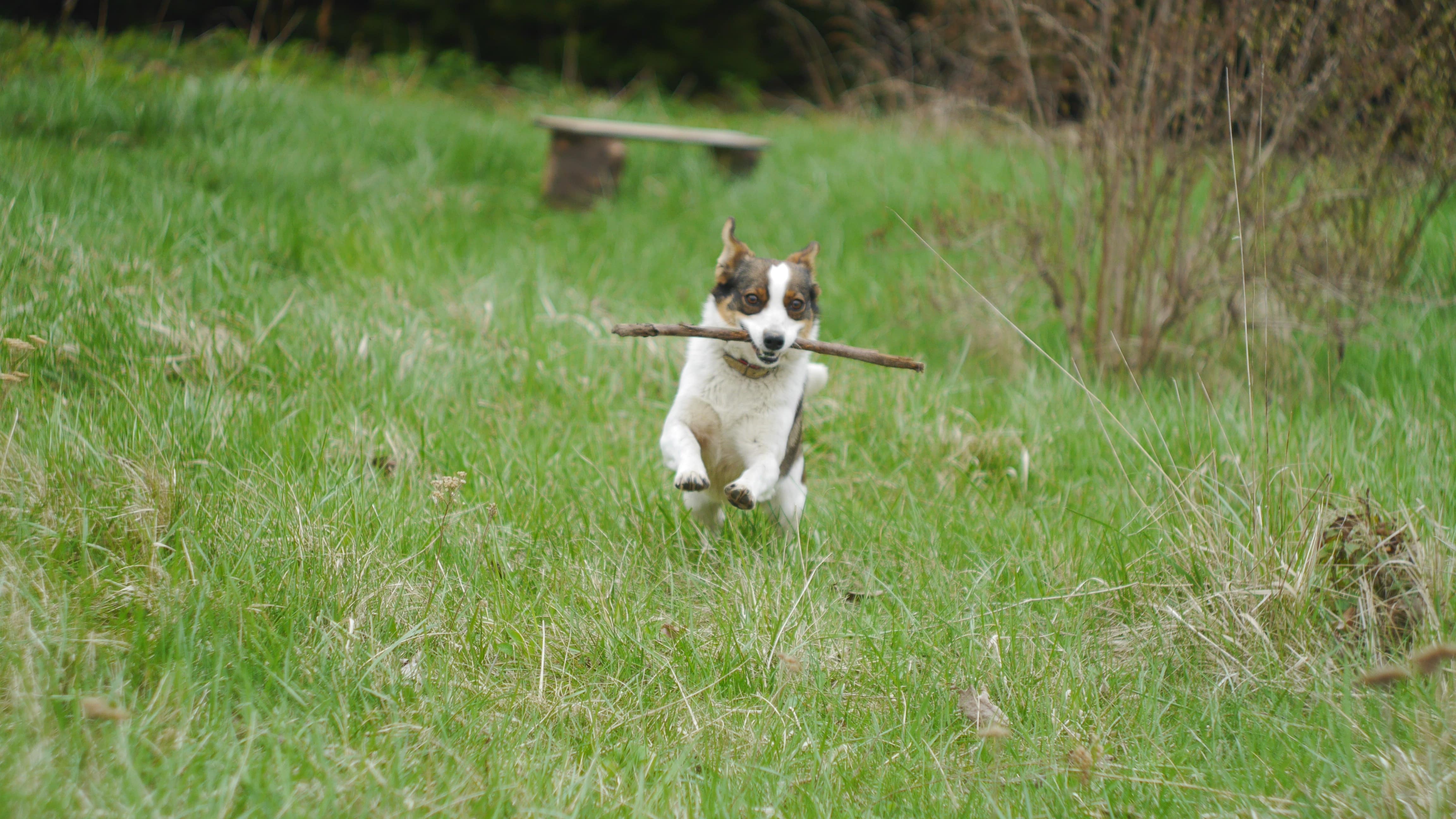 Hund mit Stöckchen im Maul läuft im Gras