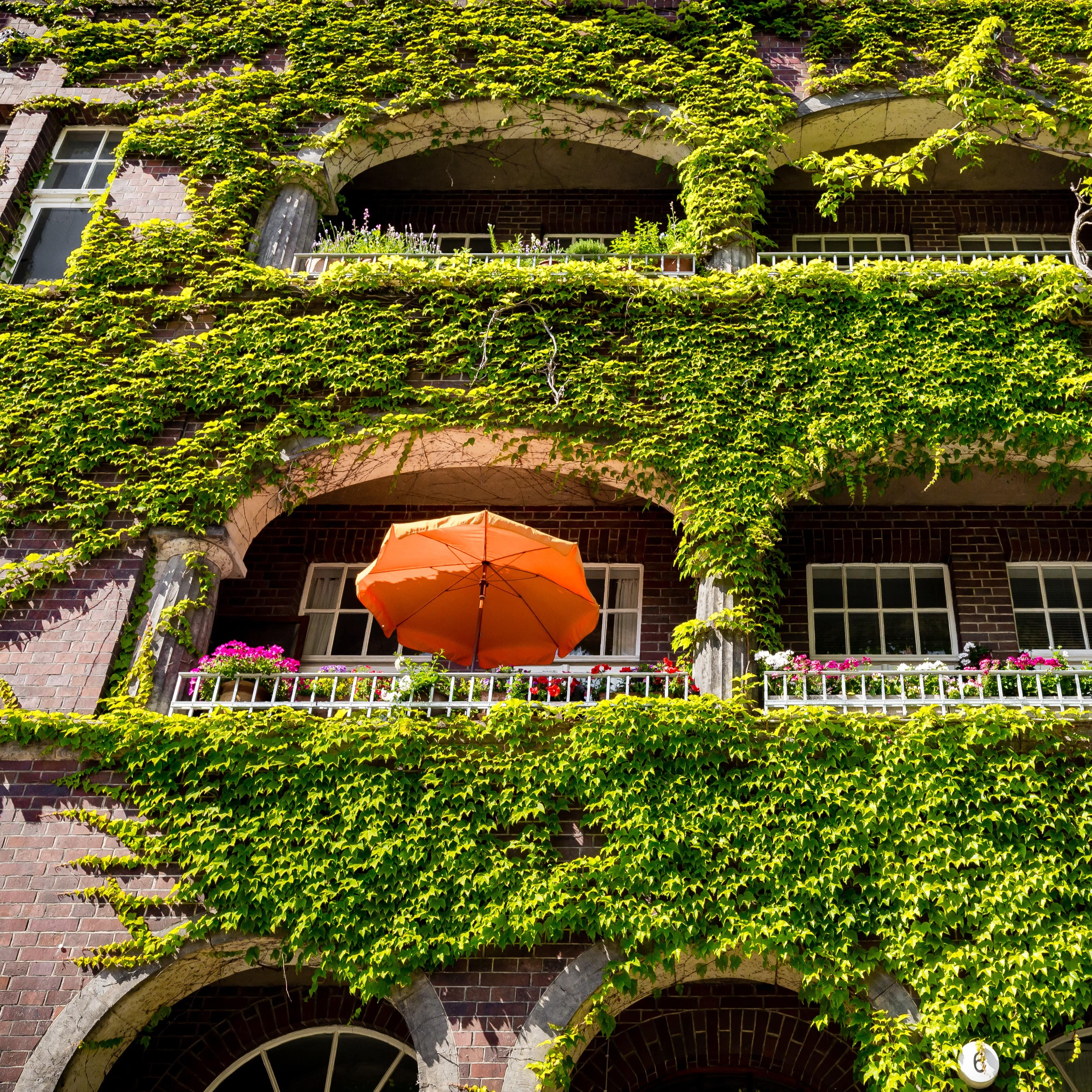 Blick von unten auf ein Wohnhaus aus rotem Backstein, das mit Weinranken überwachsen ist. Auf einem Balkon ein Sonnenschirm.