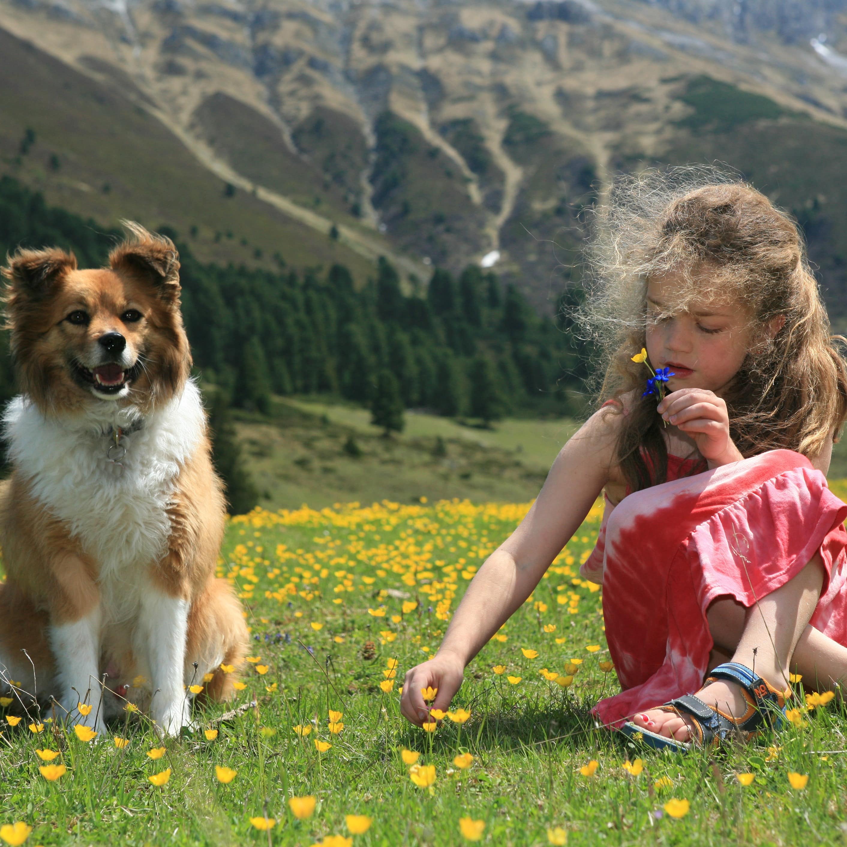 Ein Mädchen und ein Hund auf einer Bergwiese