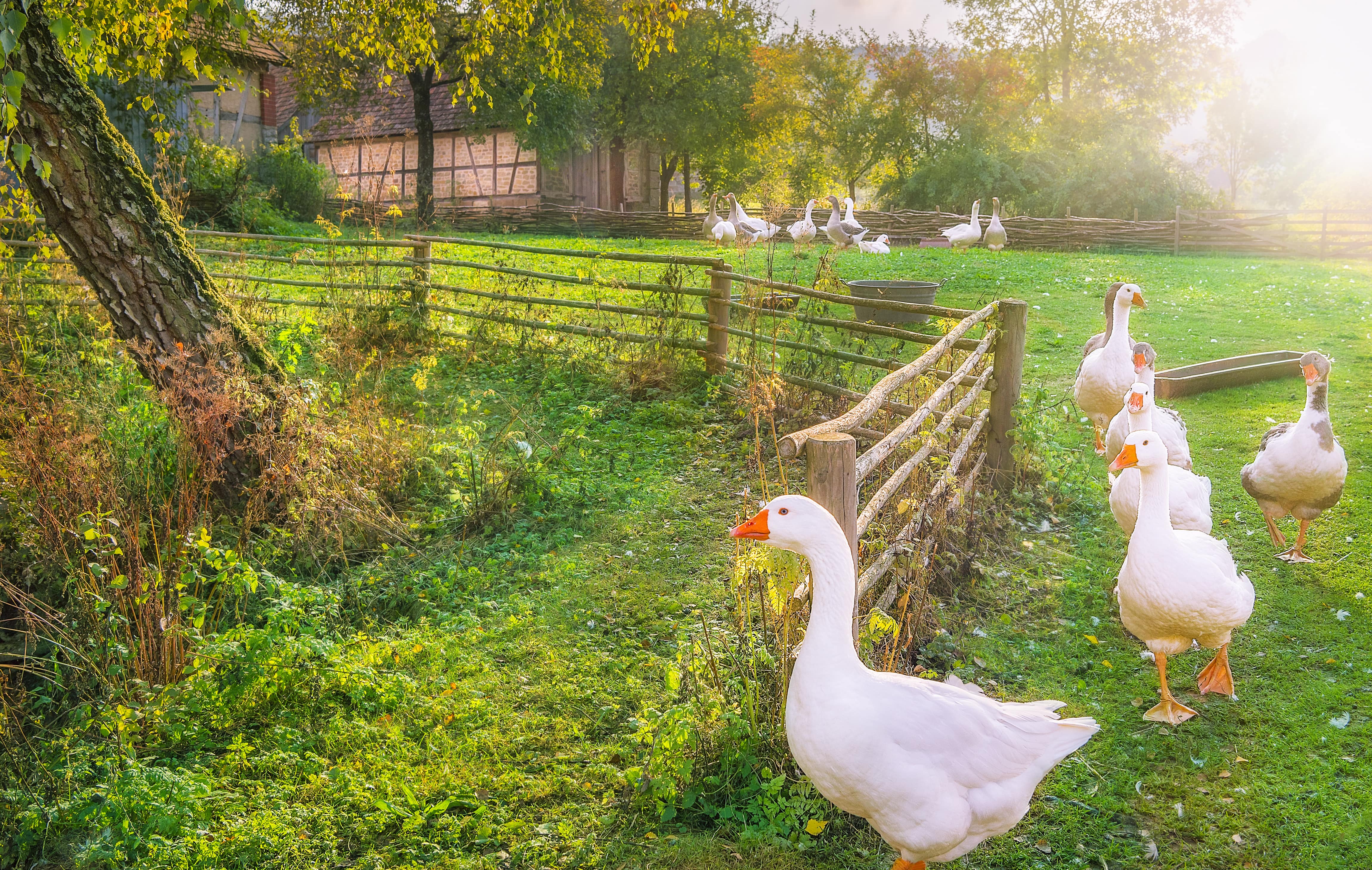 Gesund, munter, ausgeschlafen – Ferien auf dem Bauernhof