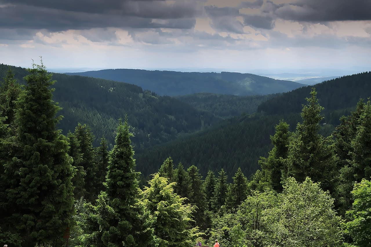 Thüringer Wald Bäume