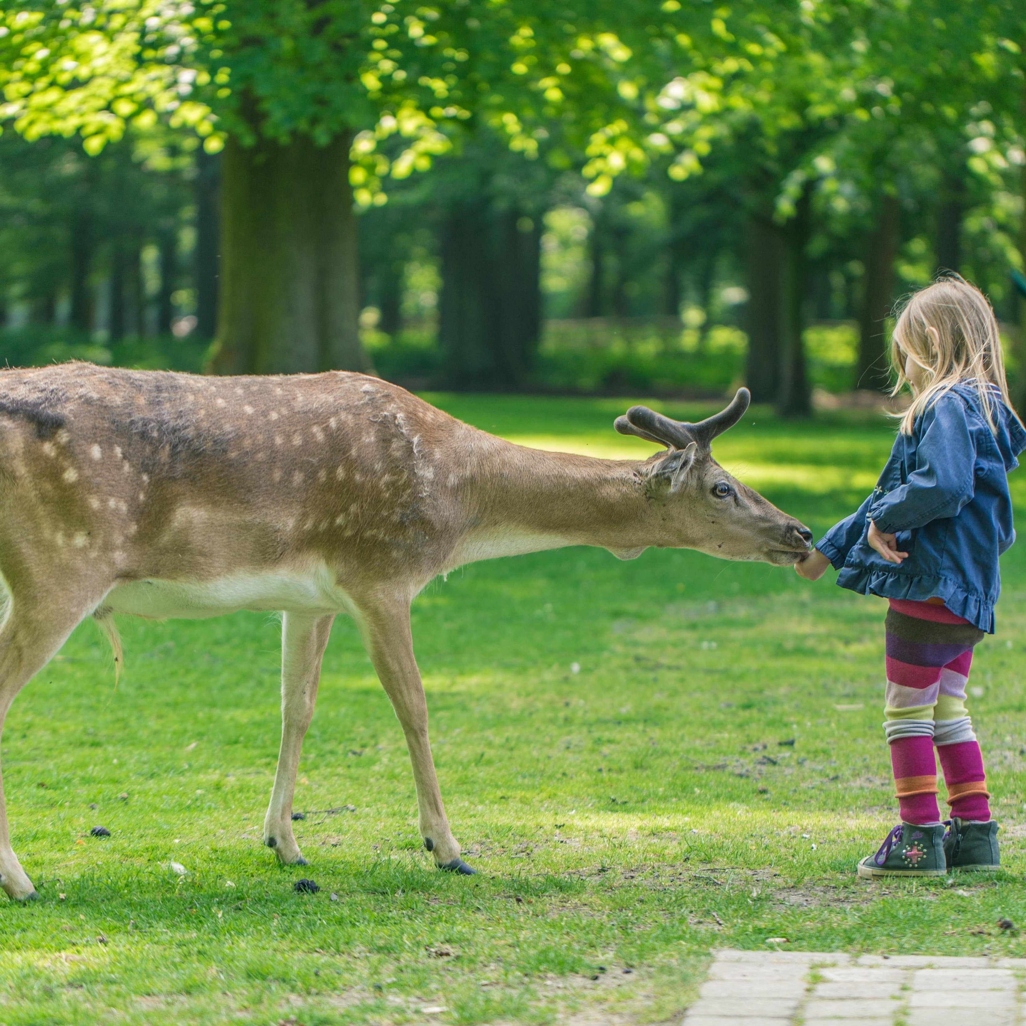 Blondes Mädchen in Jeansjacke und bunter Hose füttert einen Damhirsch.