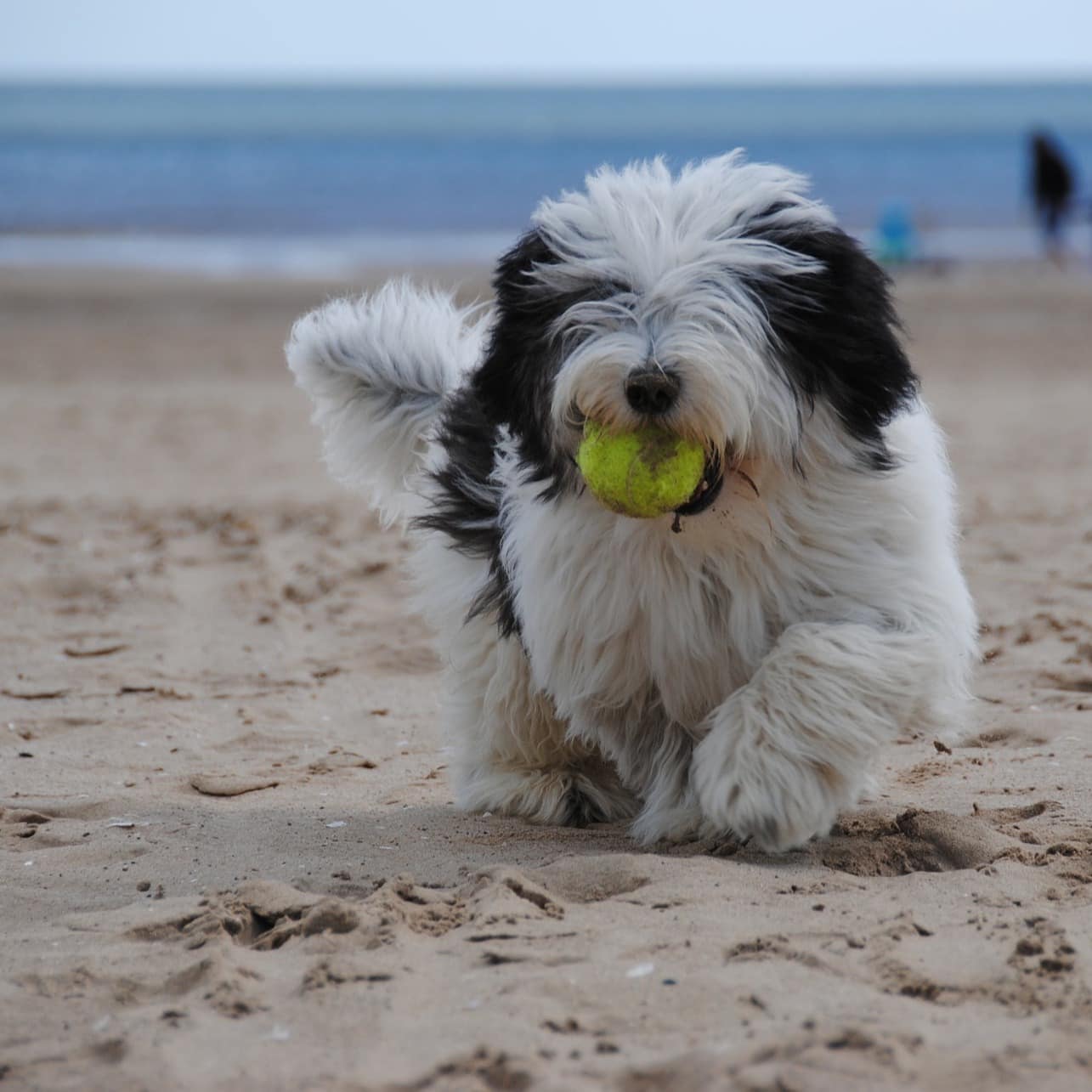 Ein wuscheliger Hund läuft mit einem Ball in der Schnauze am Strand entlang