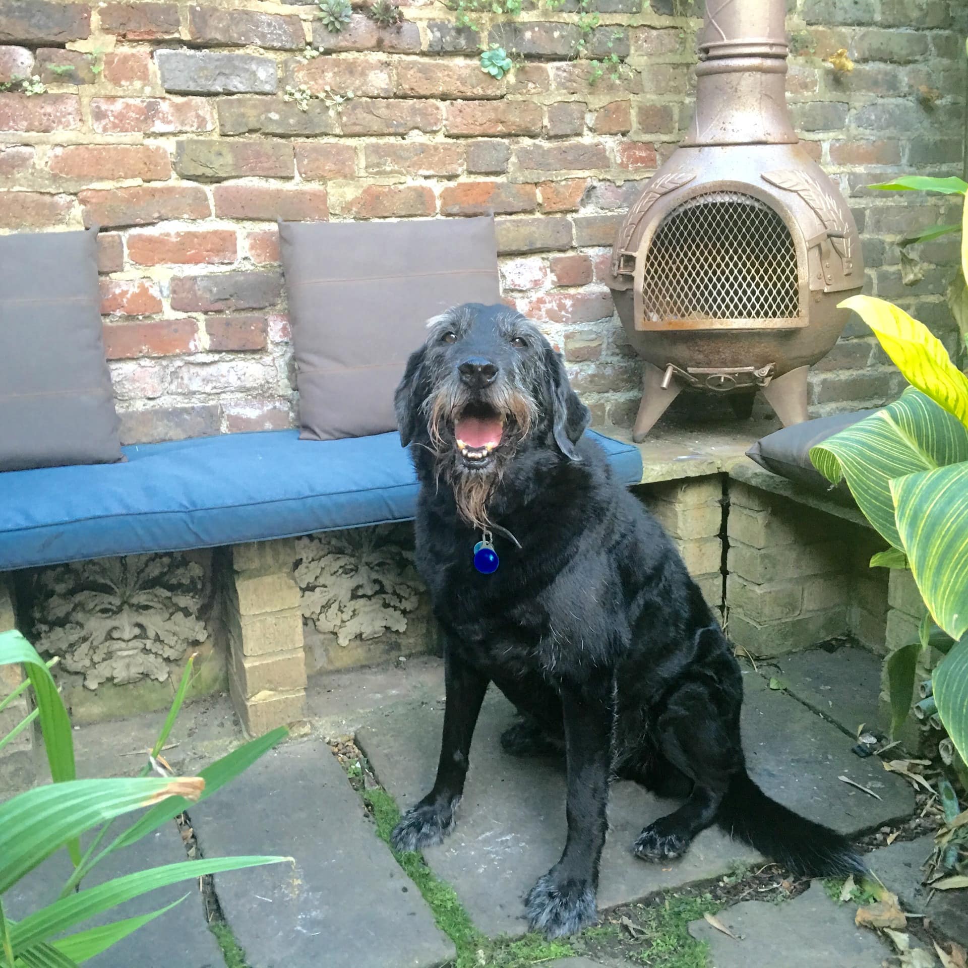 Hund im Garten einer hundefreundlichen Ferienwohnung in London