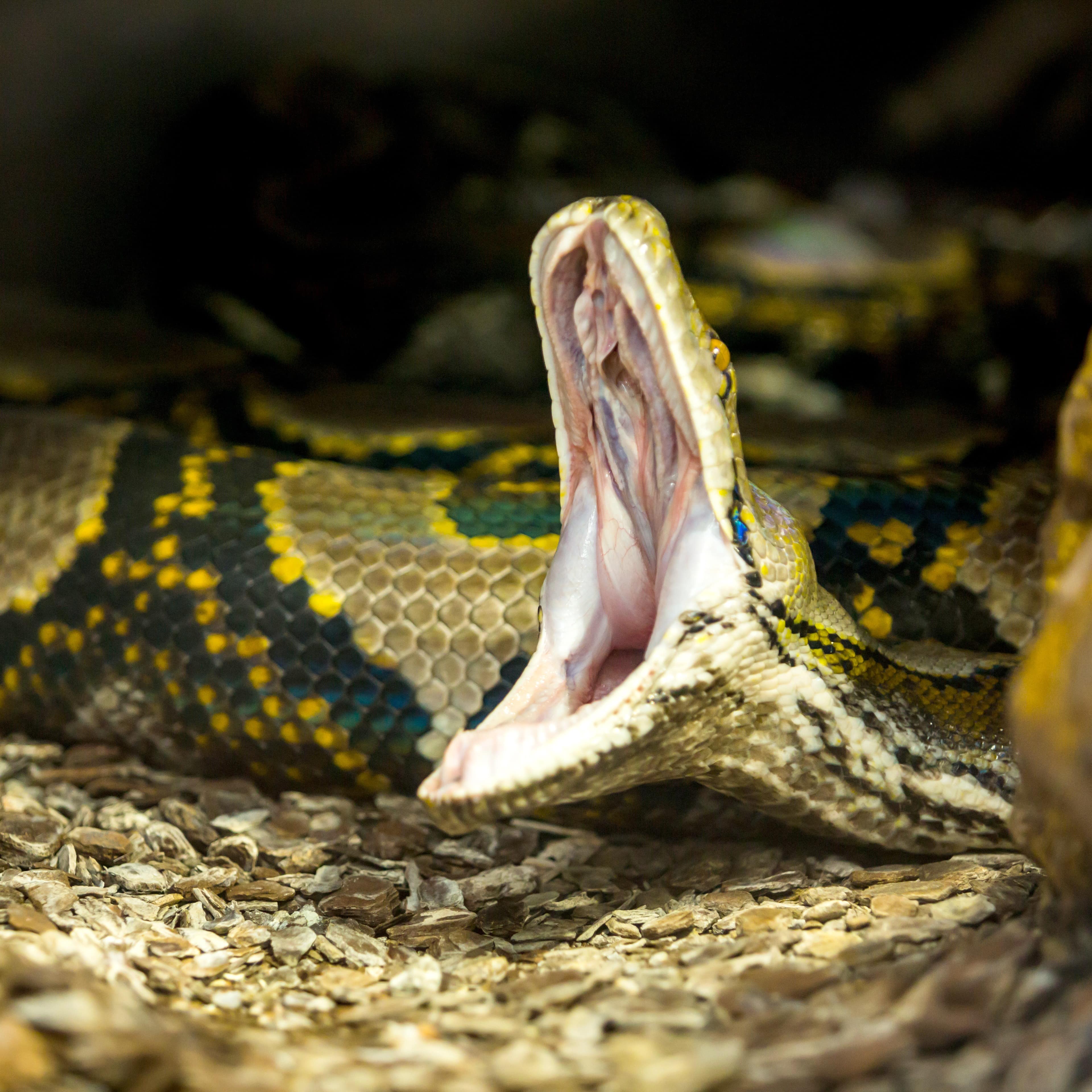 Ein Python mit weit geöffnetem Maul