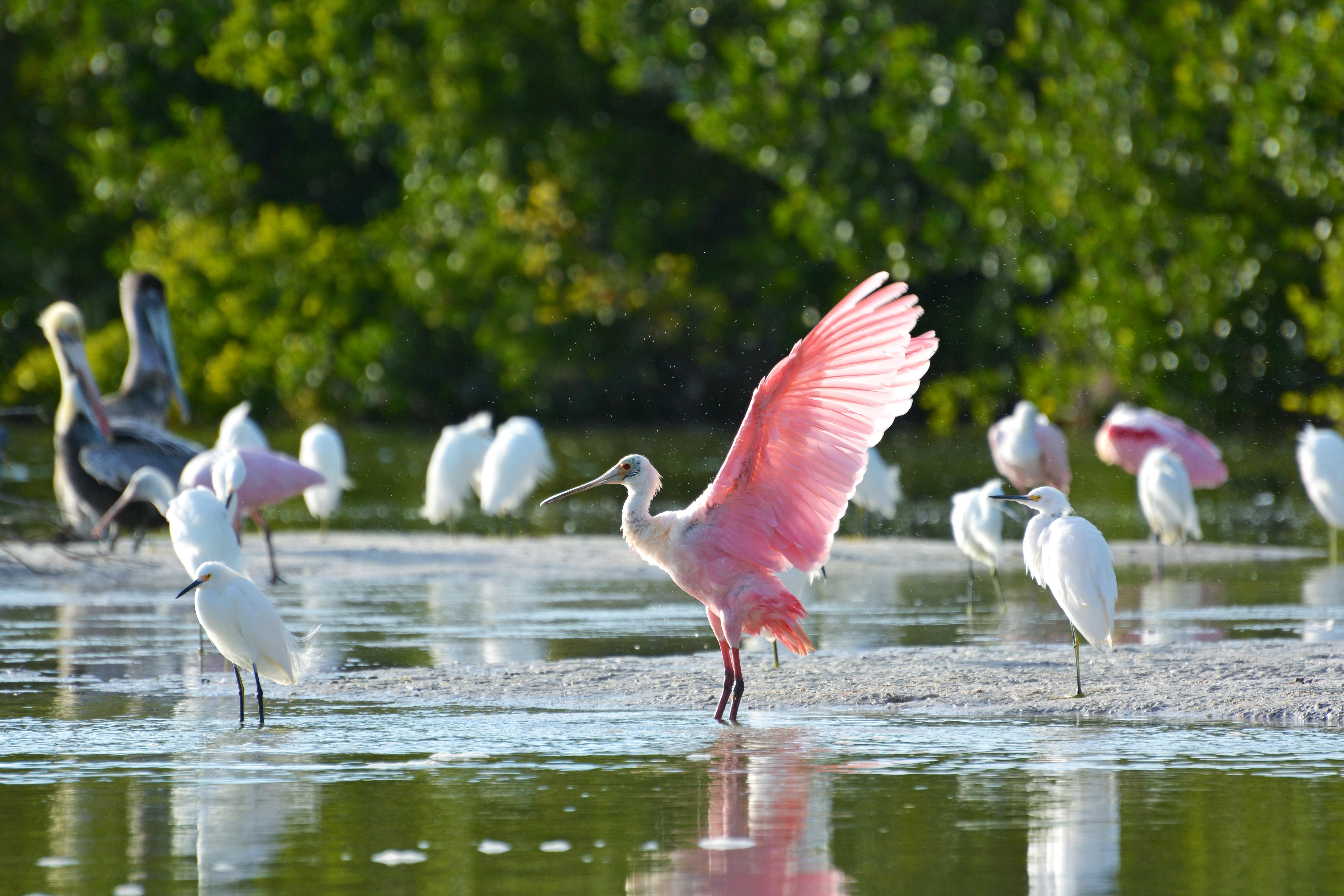 Fort Myers & Sanibel: Ein Naturparadies für die ganze Familie