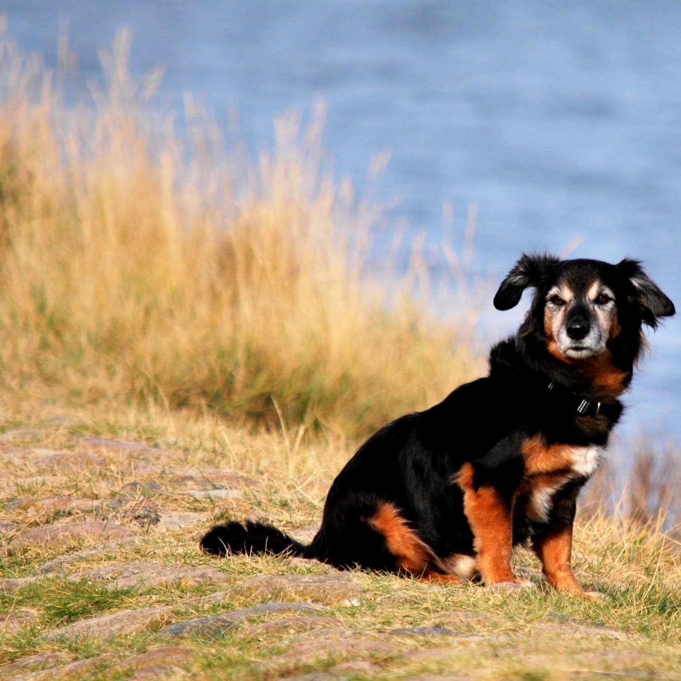 Ein kleiner Hund sitzt auf einem Deich am Wasser