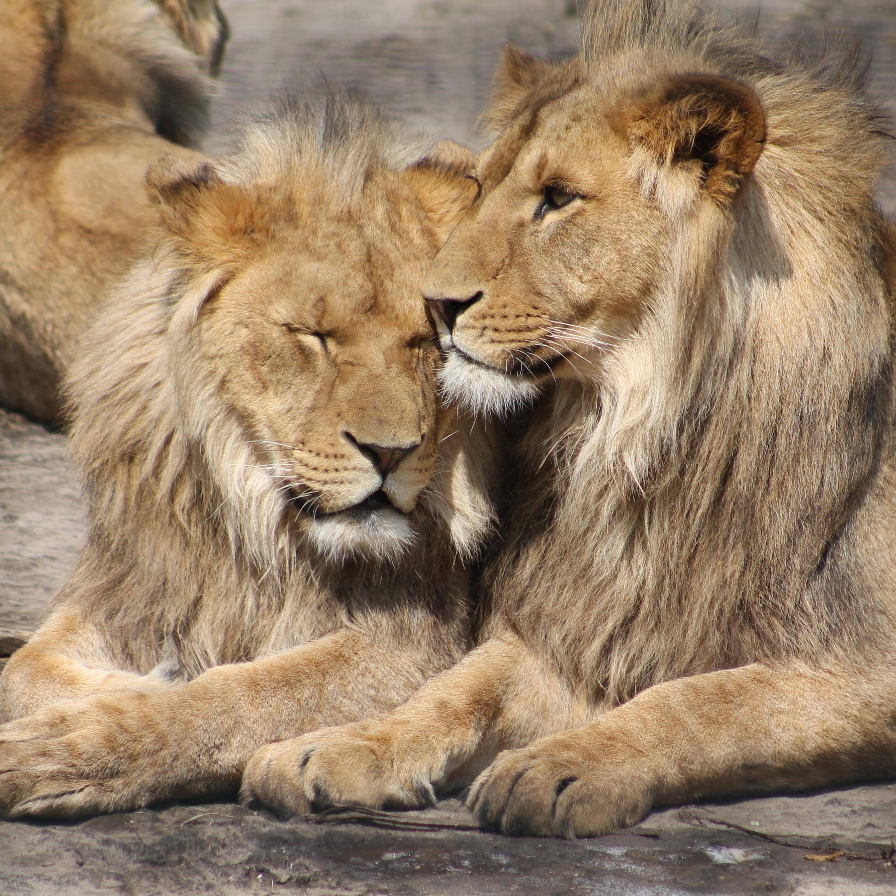 Löwen in einem Zoo