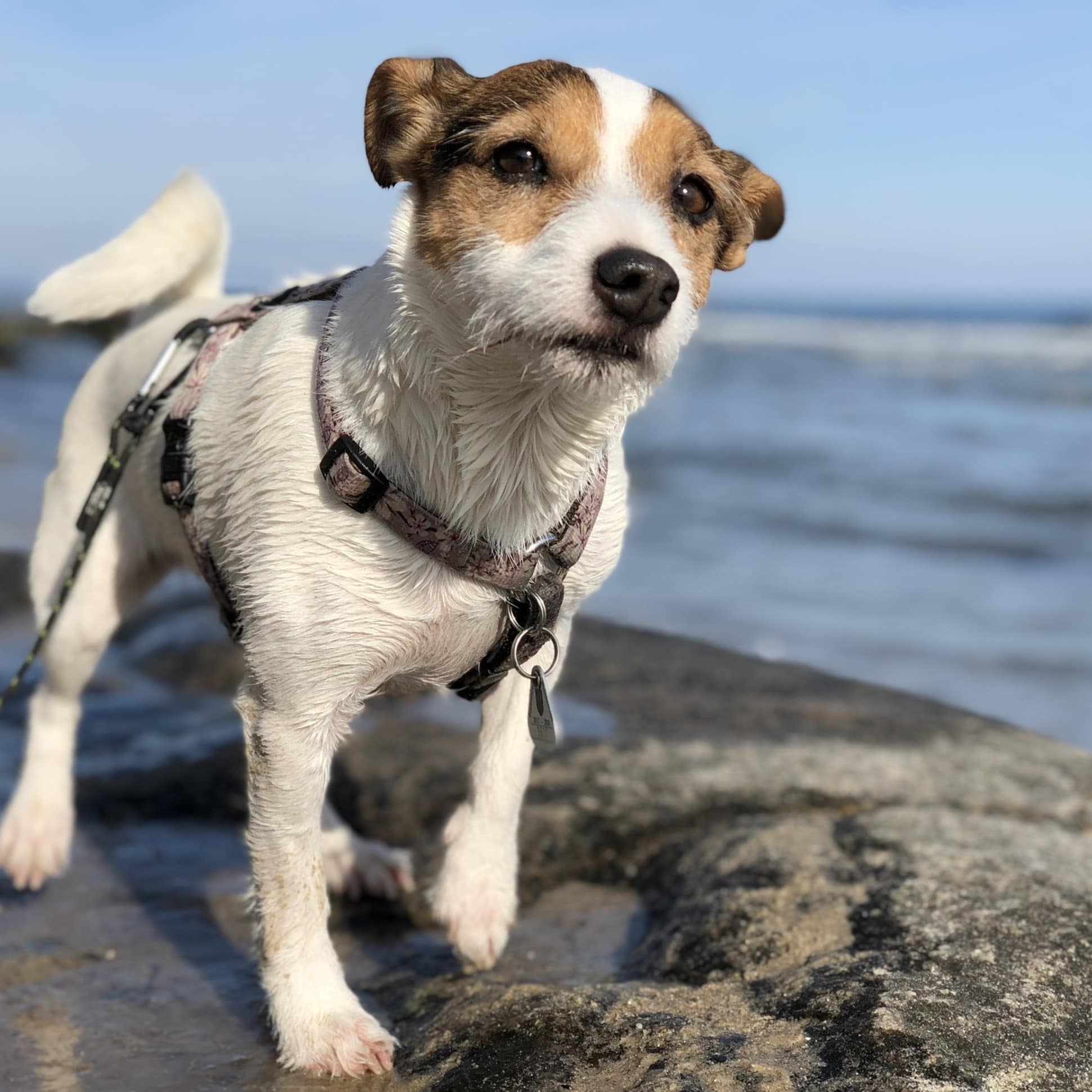 Nahaufnahme eines kleinen Hundes am Meer